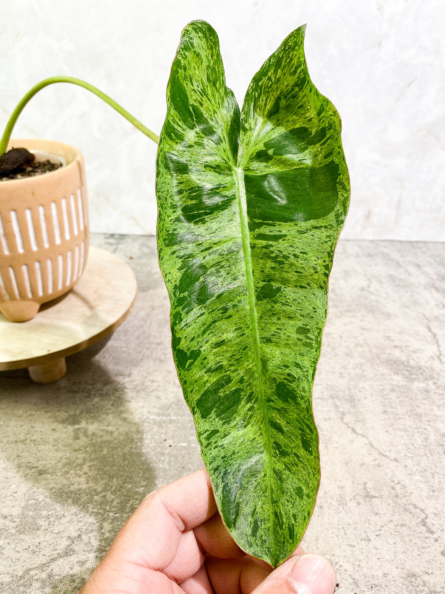 Philodendron Paraiso Verde 1 leaf 1 growth point fully rooted