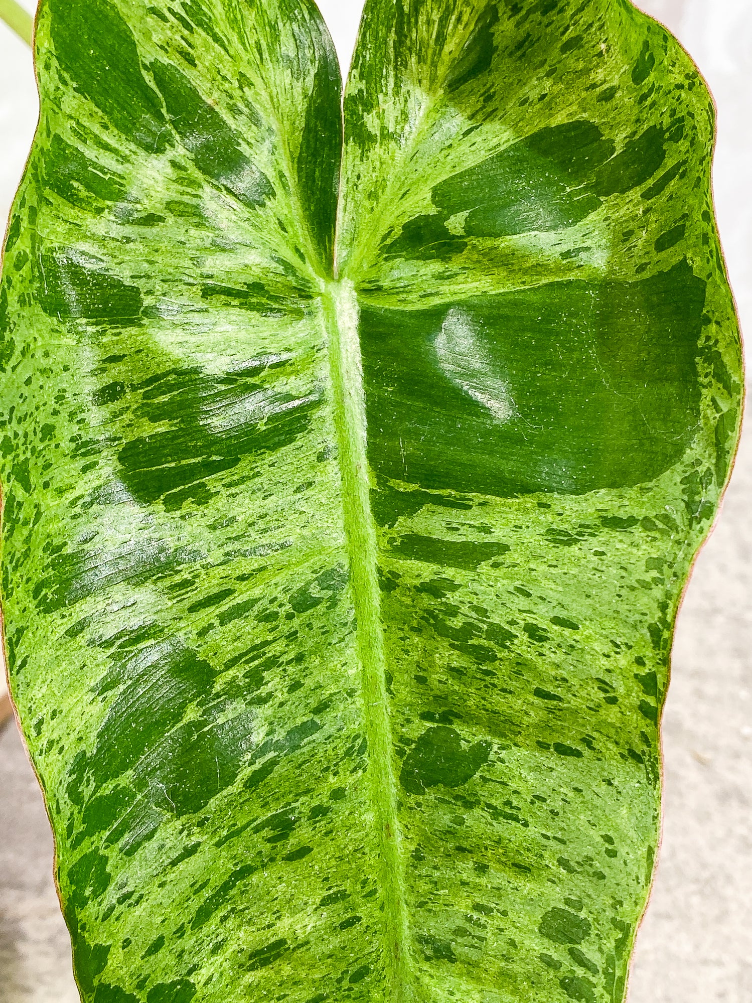 Philodendron Paraiso Verde 1 leaf 1 growth point fully rooted