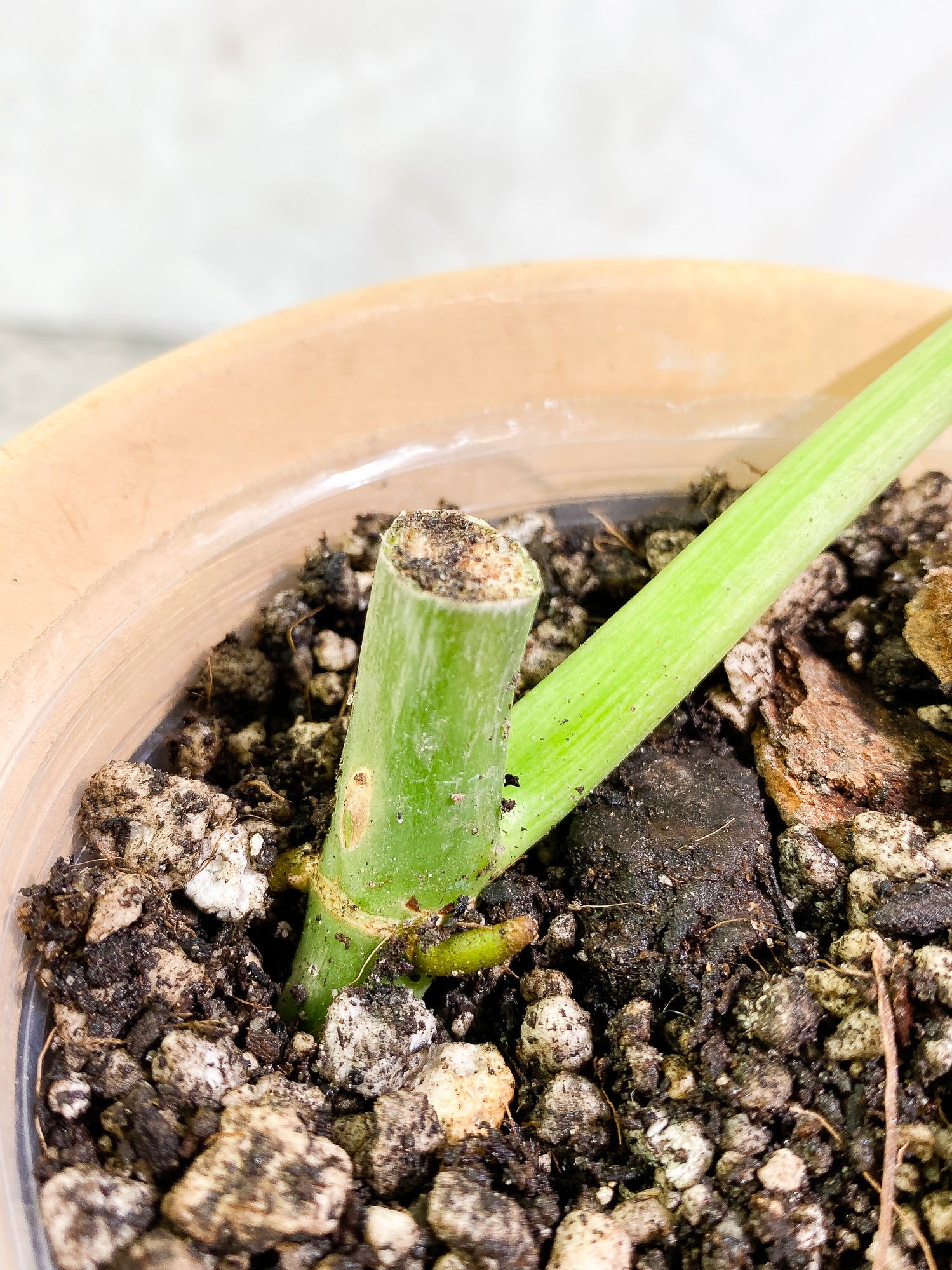 Philodendron Paraiso Verde 1 leaf 1 growth point fully rooted