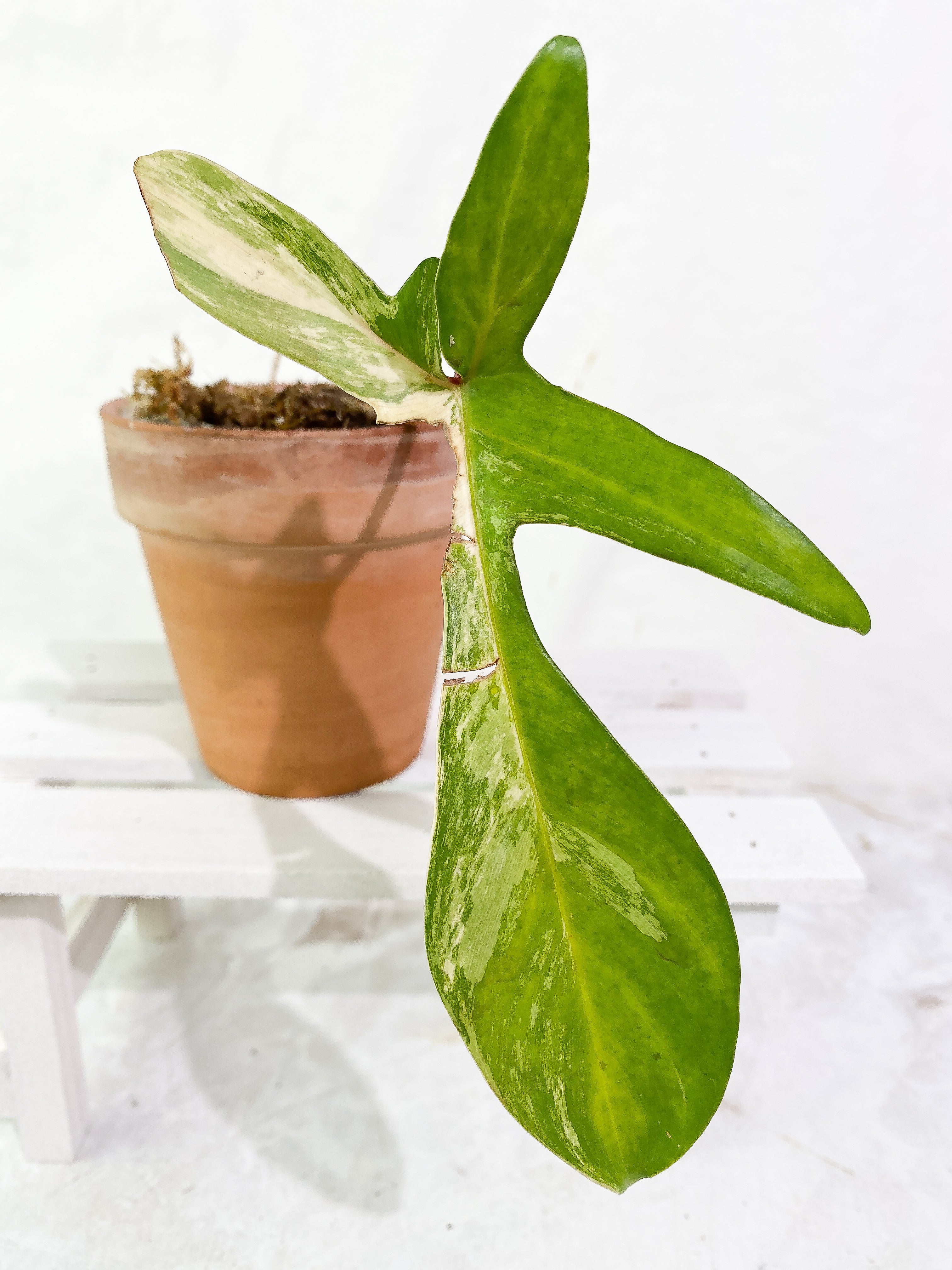 Philodendron Florida Beauty Rooted 1 leaf 1 sprout
