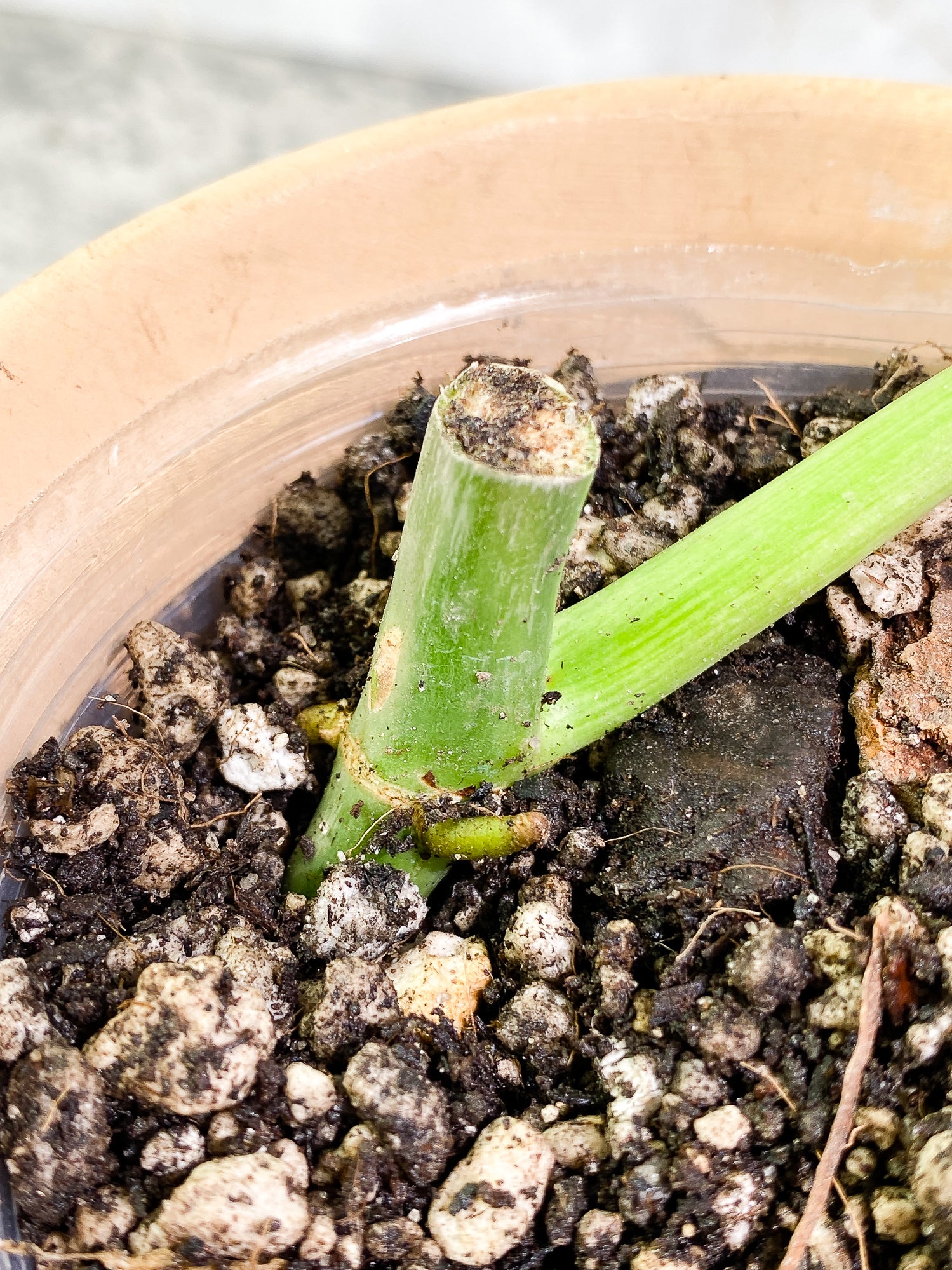 Philodendron Paraiso Verde 1 leaf 1 growth point fully rooted