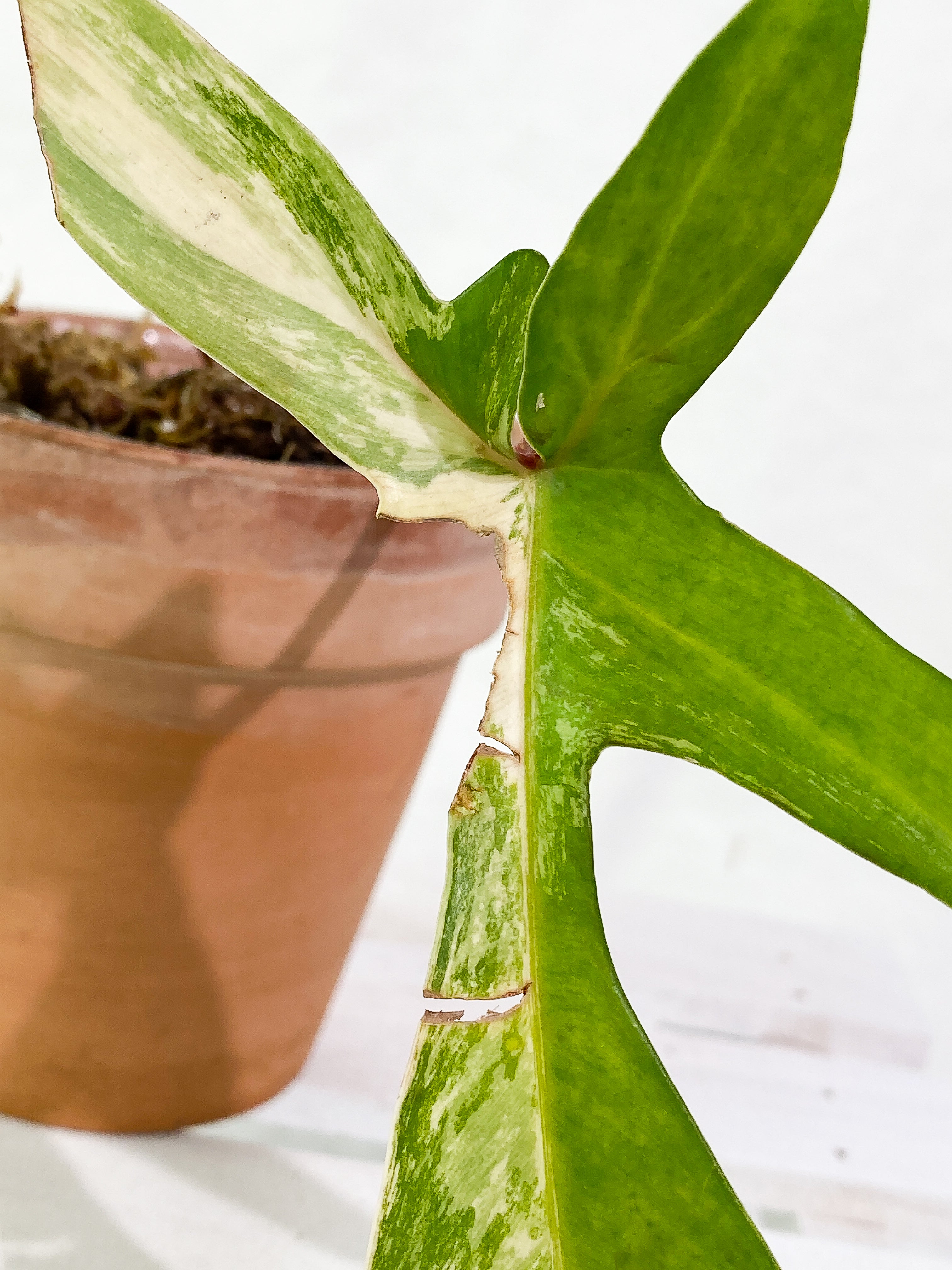 Philodendron Florida Beauty Rooted 1 leaf 1 sprout
