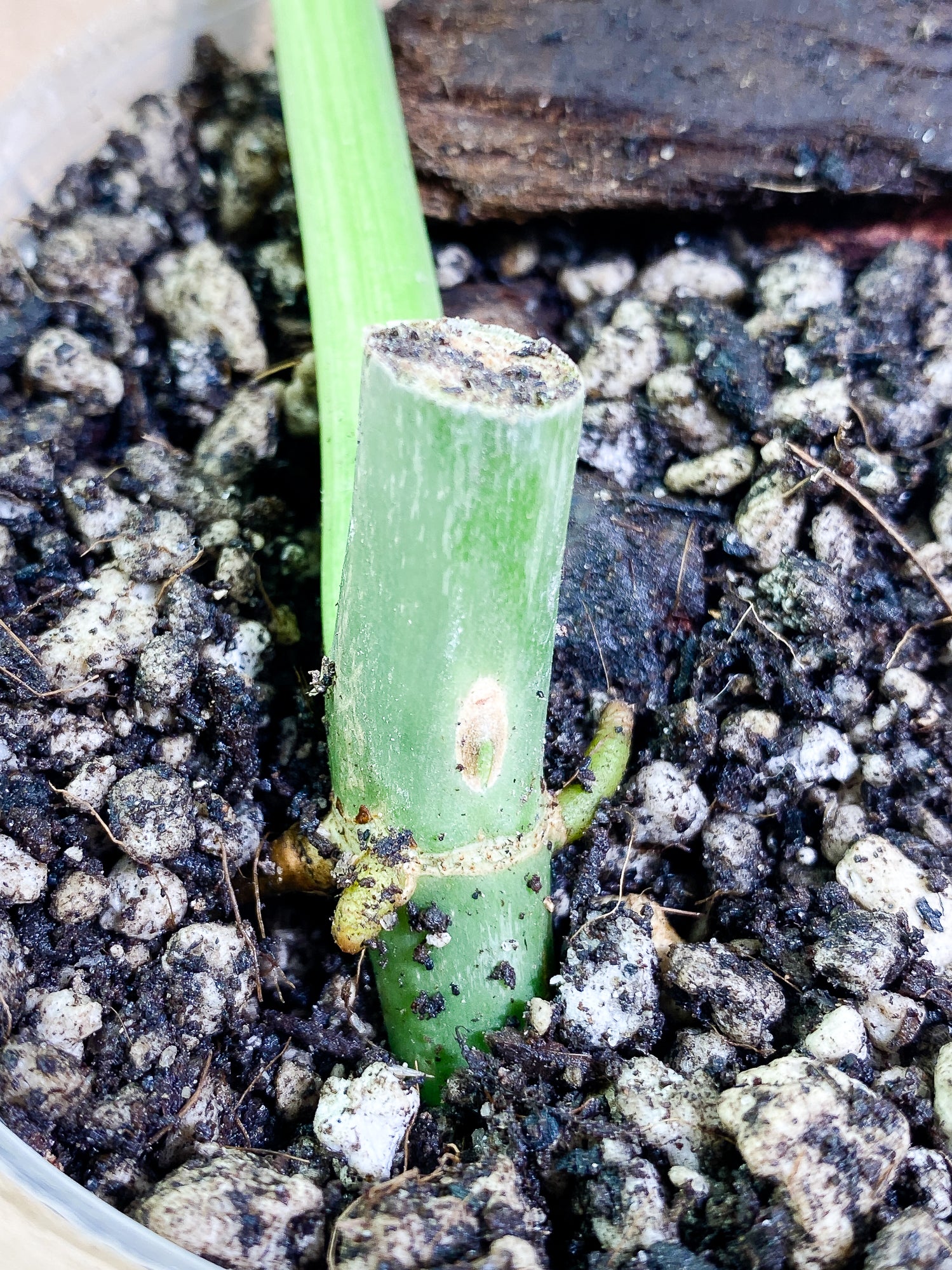 Philodendron Paraiso Verde 1 leaf 1 growth point fully rooted