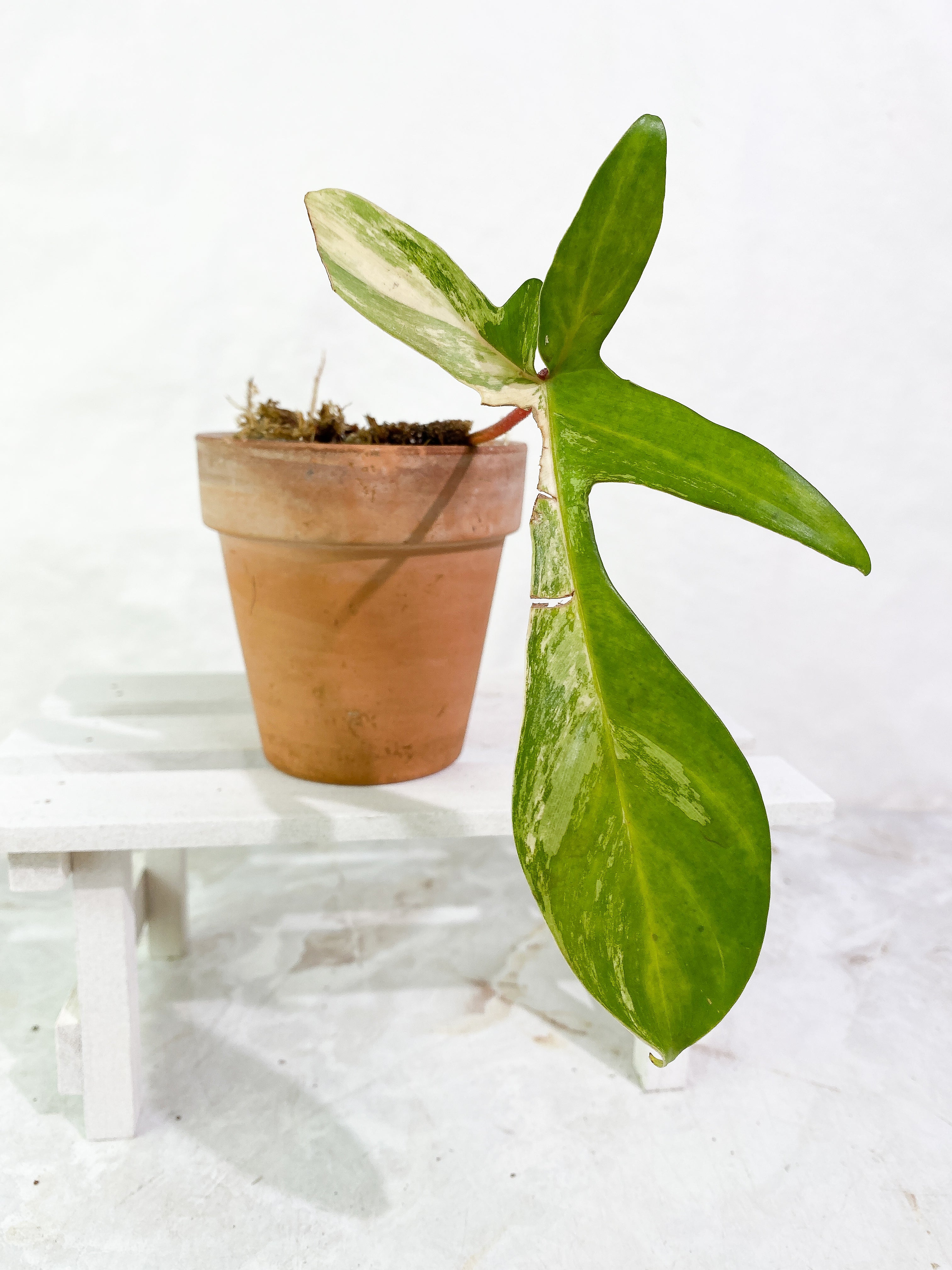 Philodendron Florida Beauty Rooted 1 leaf 1 sprout