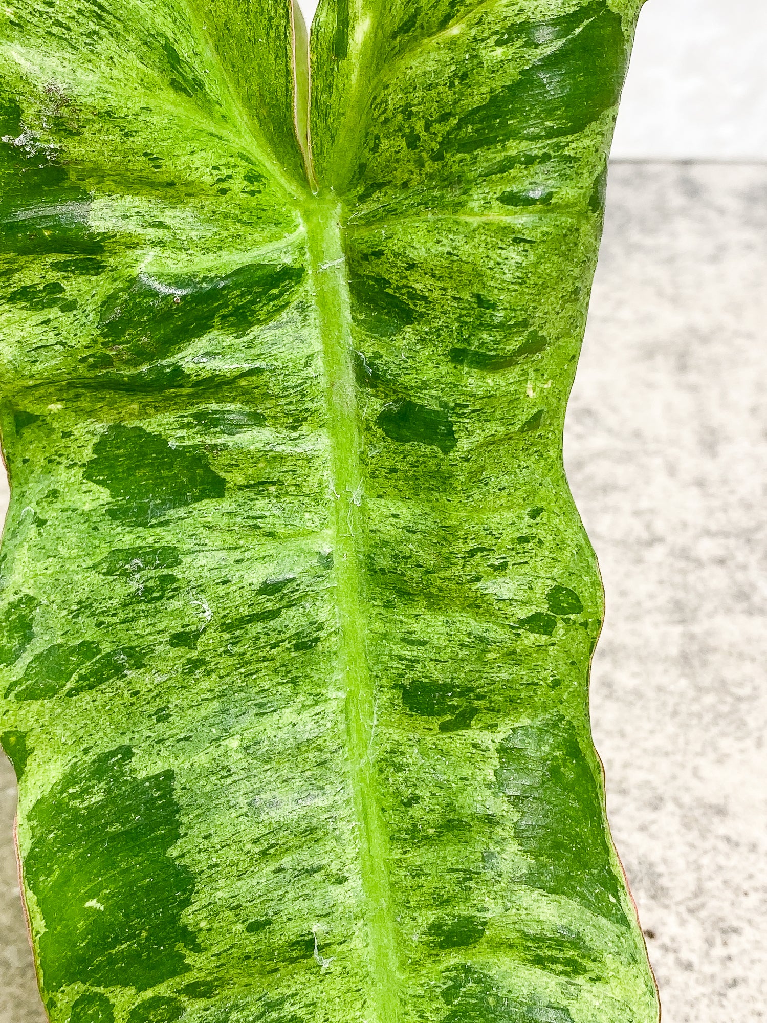 Philodendron Paraiso Verde 1 leaf 1 growth point rooting