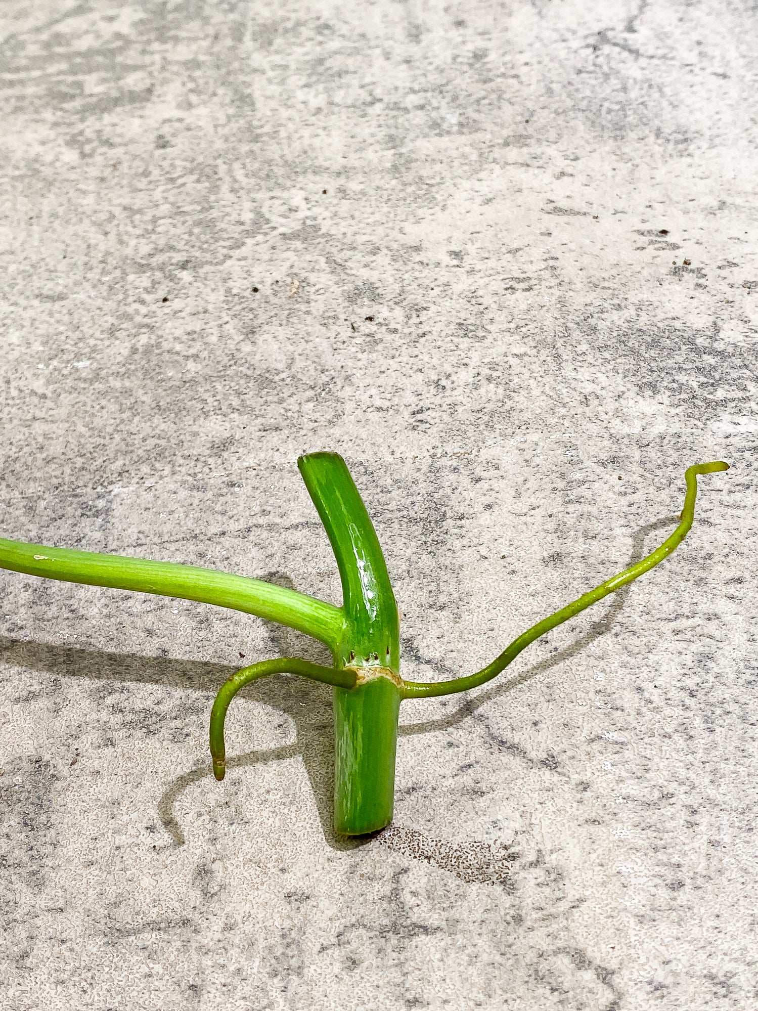 Philodendron Paraiso Verde 1 leaf 1 growth point rooting