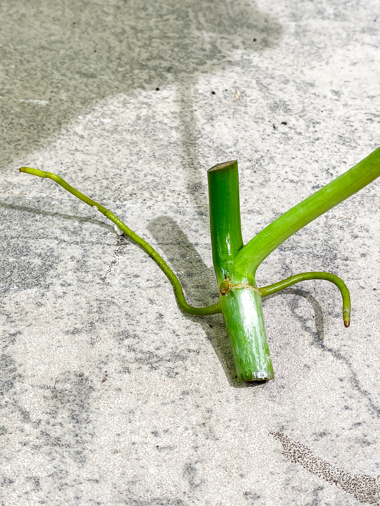 Philodendron Paraiso Verde 1 leaf 1 growth point rooting
