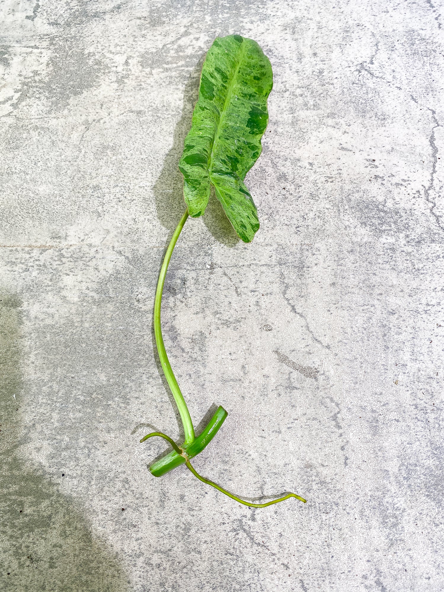 Philodendron Paraiso Verde 1 leaf 1 growth point rooting