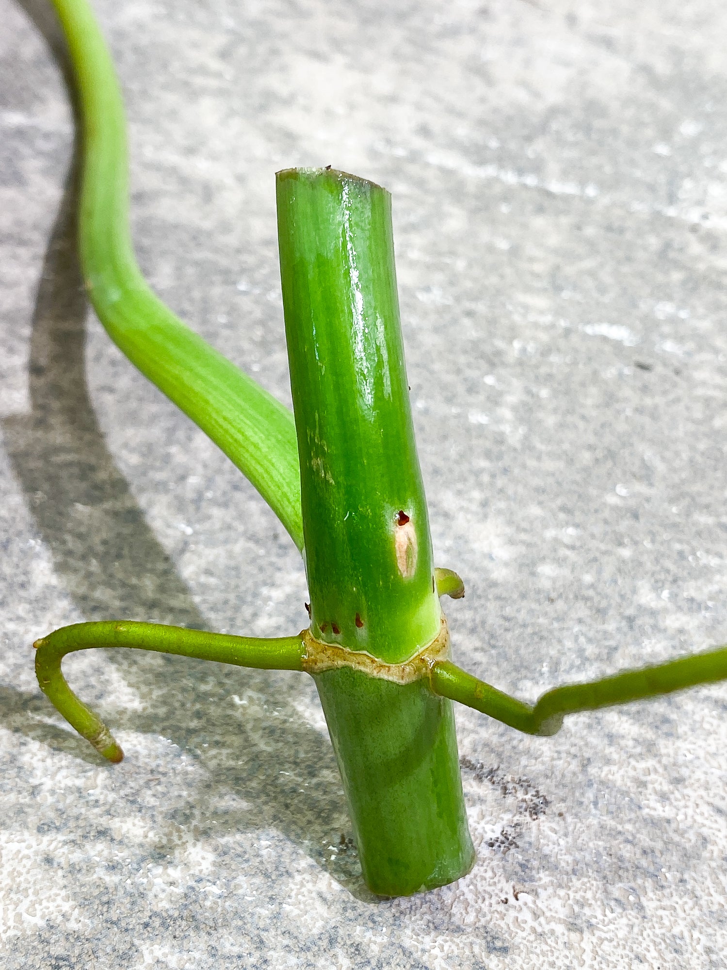 Philodendron Paraiso Verde 1 leaf 1 growth point rooting