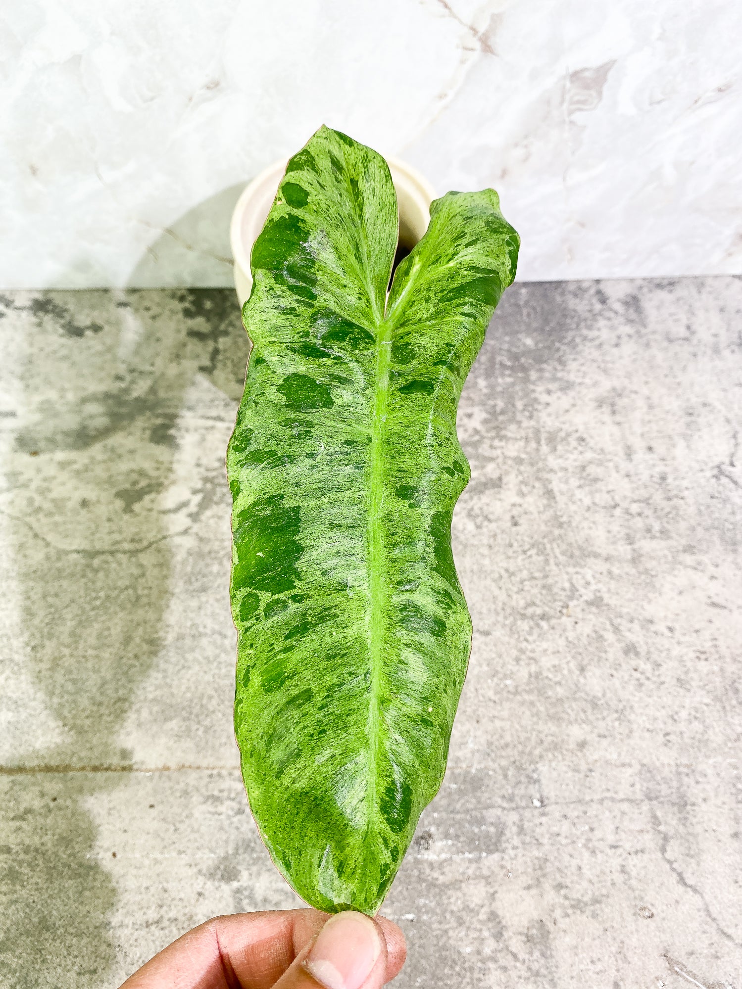 Philodendron Paraiso Verde 1 leaf 1 growth point rooting
