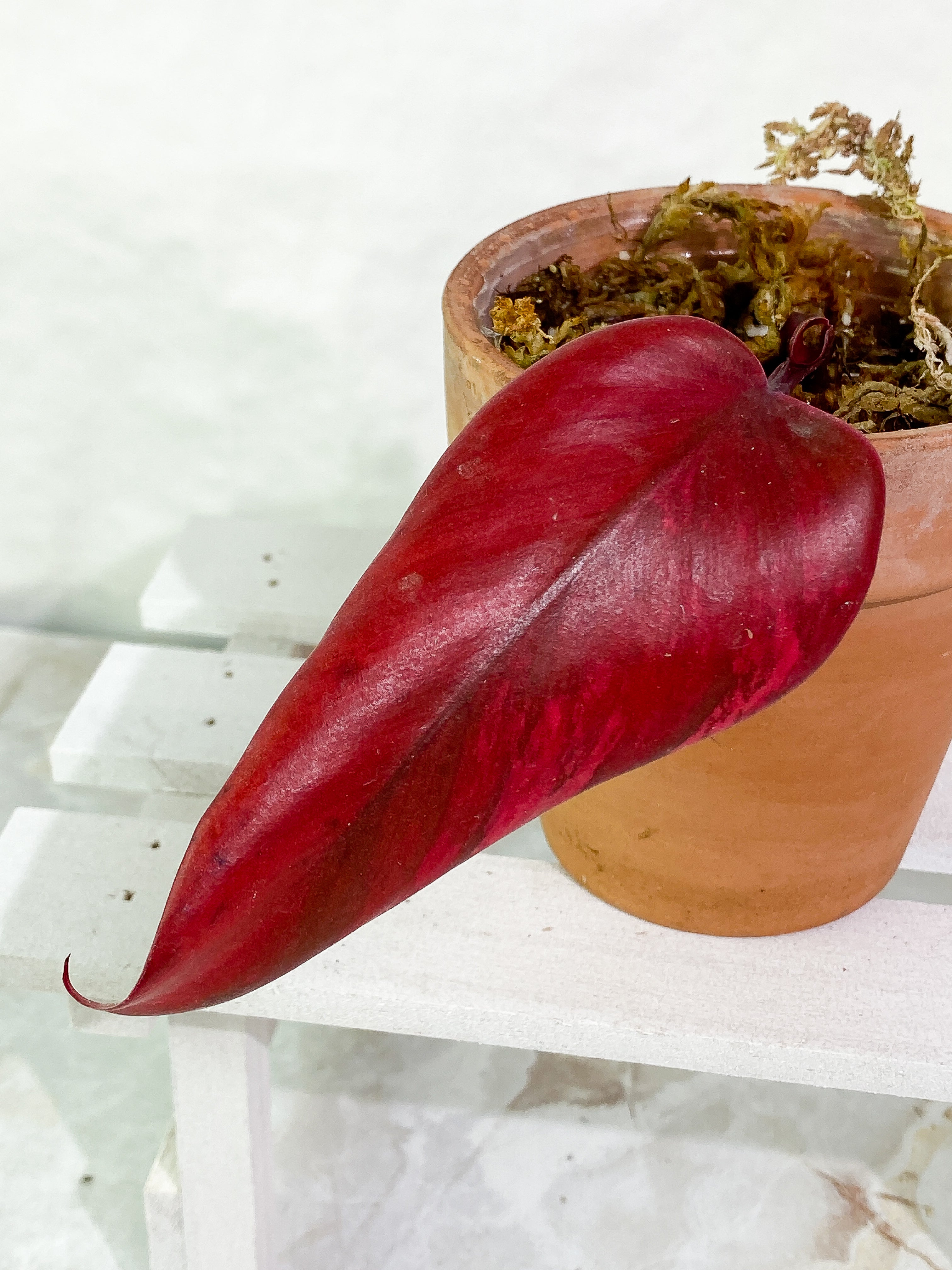 Philodendron Strawberry Shake Rooted 1 leaf