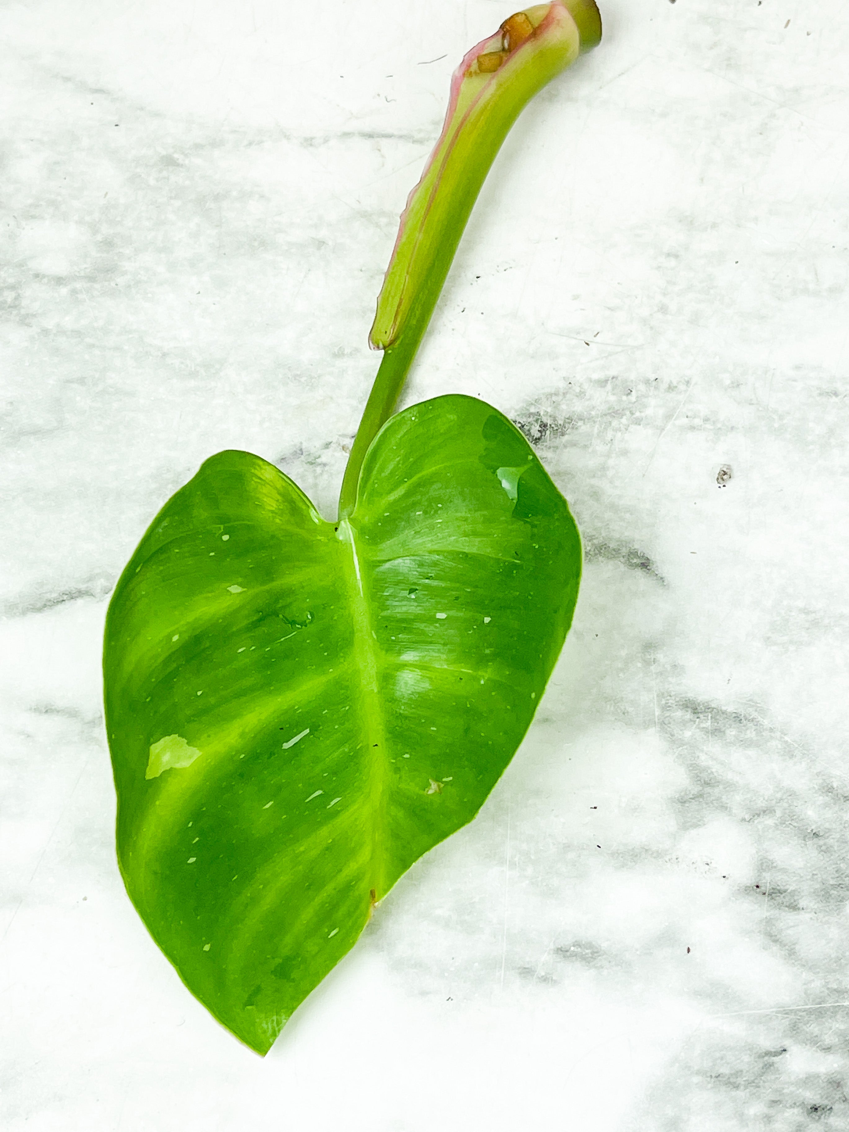 Philodendron White Princess Unrooted Cutting (First picture is the mother plant)