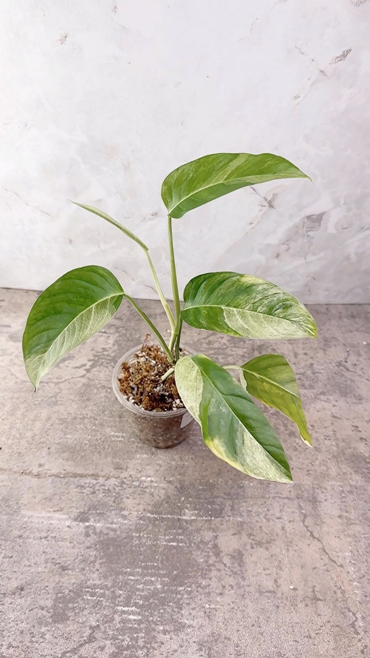Monstera Laniata variegated Rooting node 1 growing bud