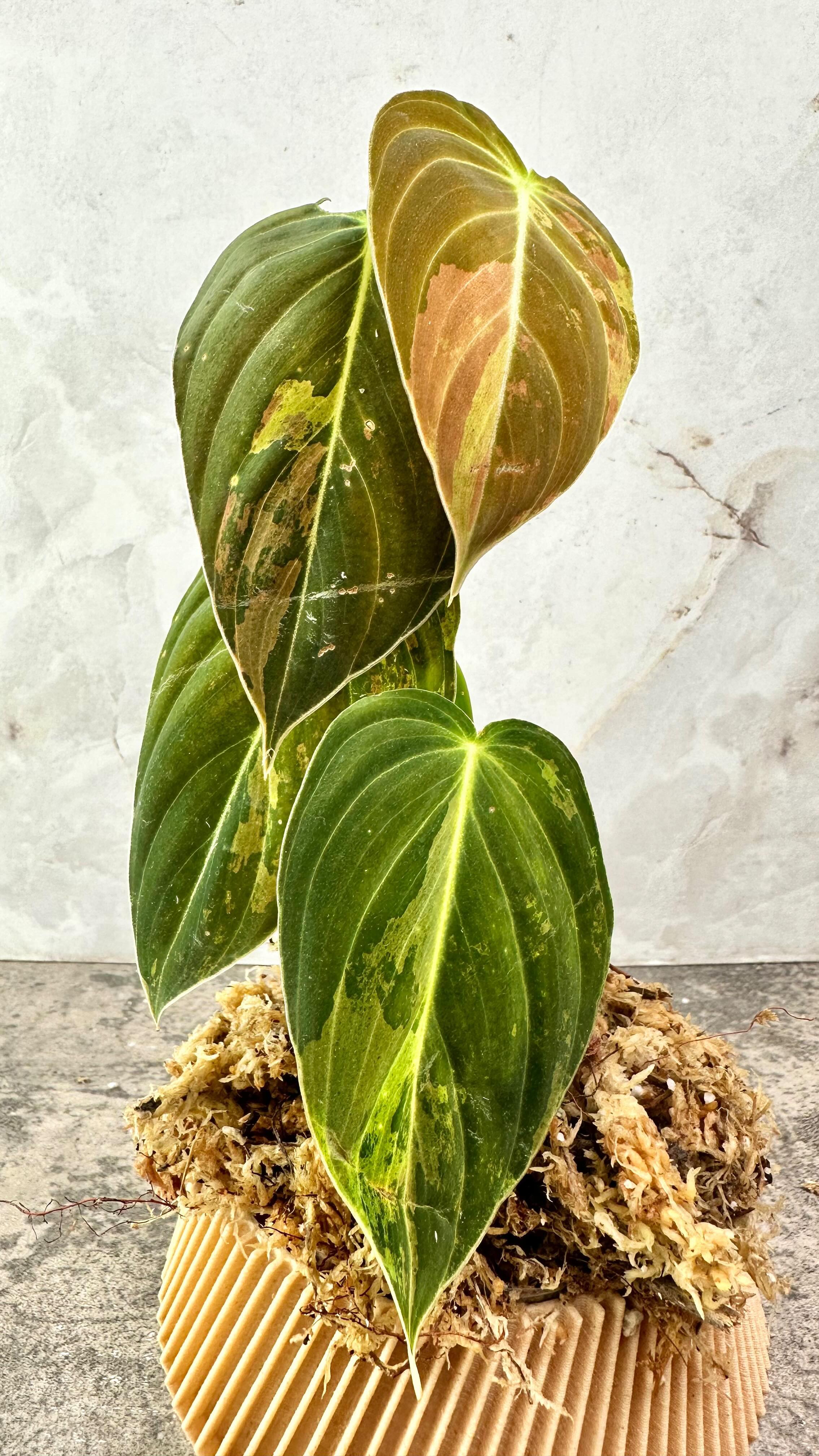 Philodendron Melanochrysum variegated Rooting 1 big leaf