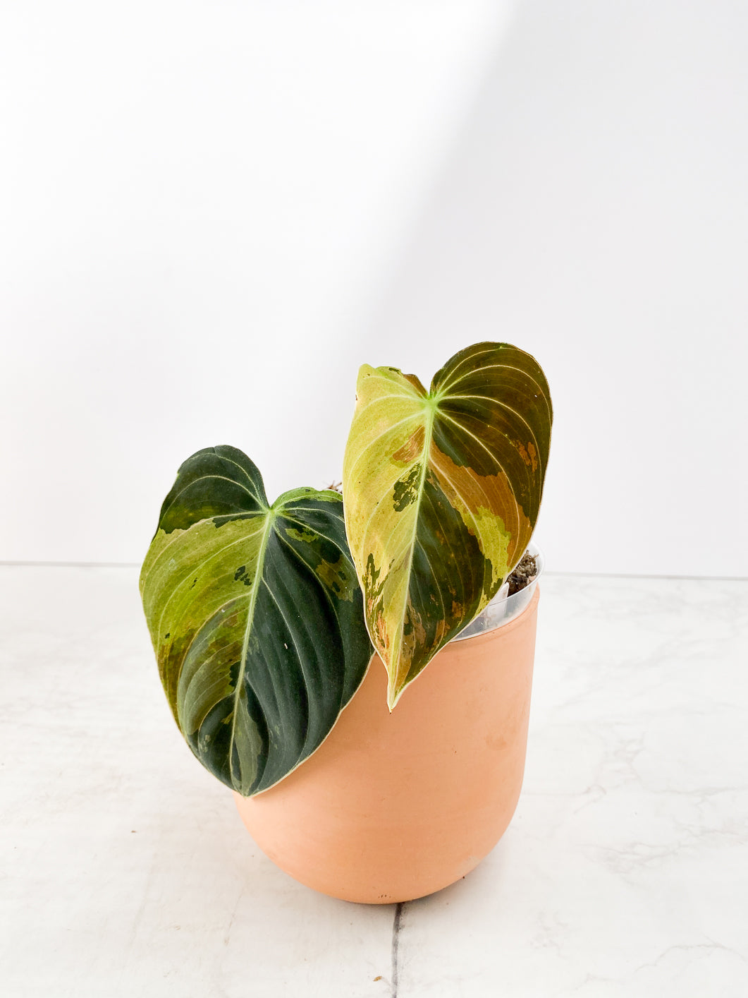 Philodendron Melanochrysum variegated Rooting node 1 sprout
