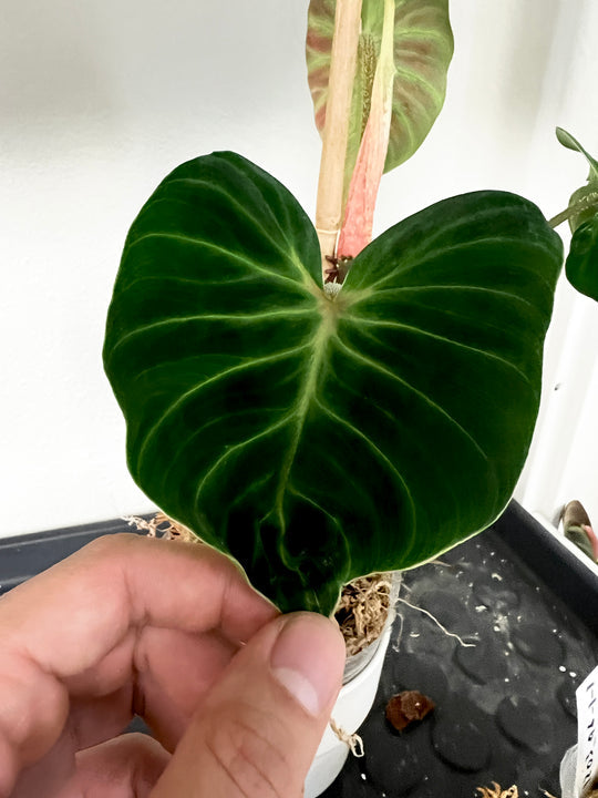 Philodendron verrucosum dark Milky Way Rooting node