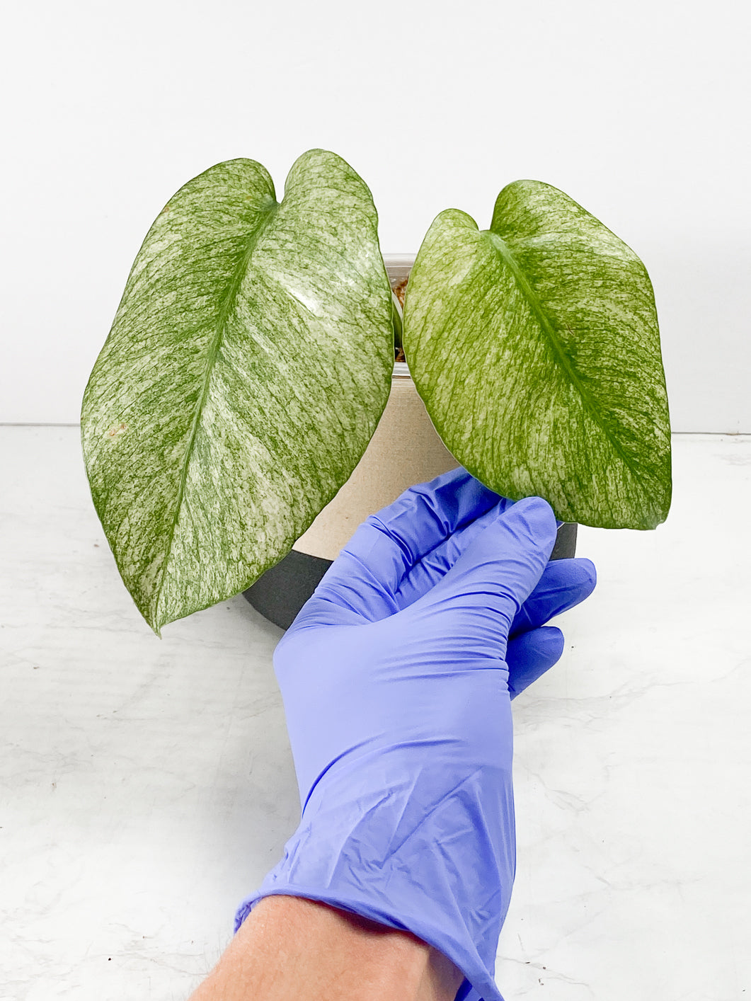 Monstera Full Mint Rooting Node