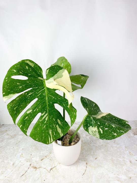 Monstera Thai Constellation Rooted node 1 sprout from Highly Variegated mother plant