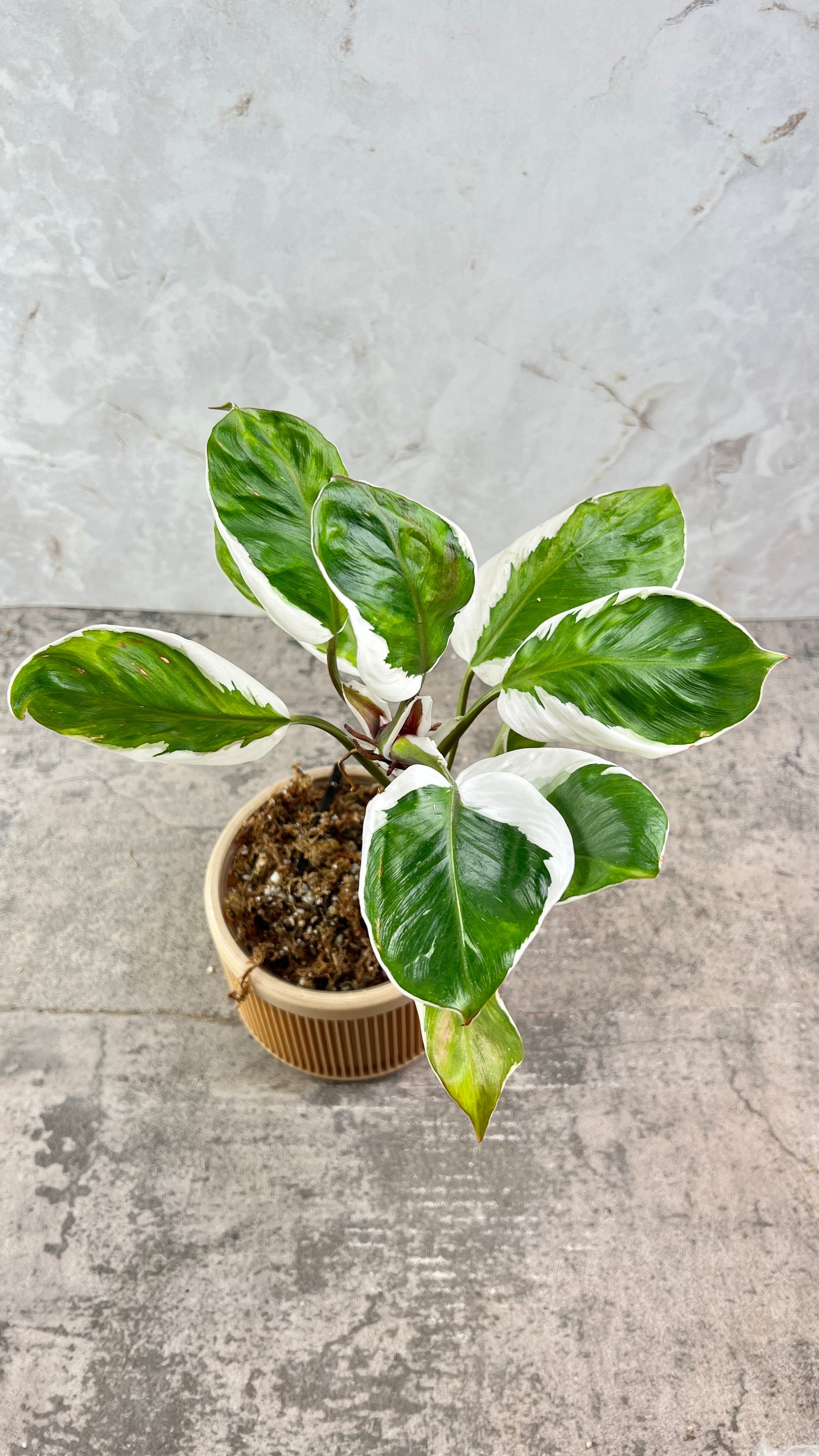 Philodendron White Knight Mutated Rooting Top Cutting 3 leaves