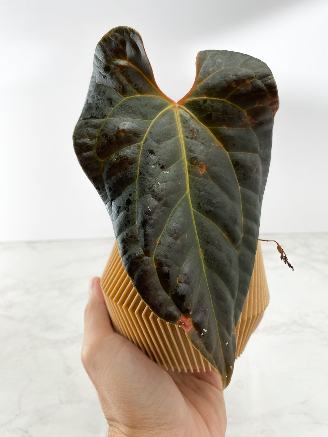 Anthurium Luxurians x papillilaminum (Night Queen) Rooted mulitple node 2 sprouts