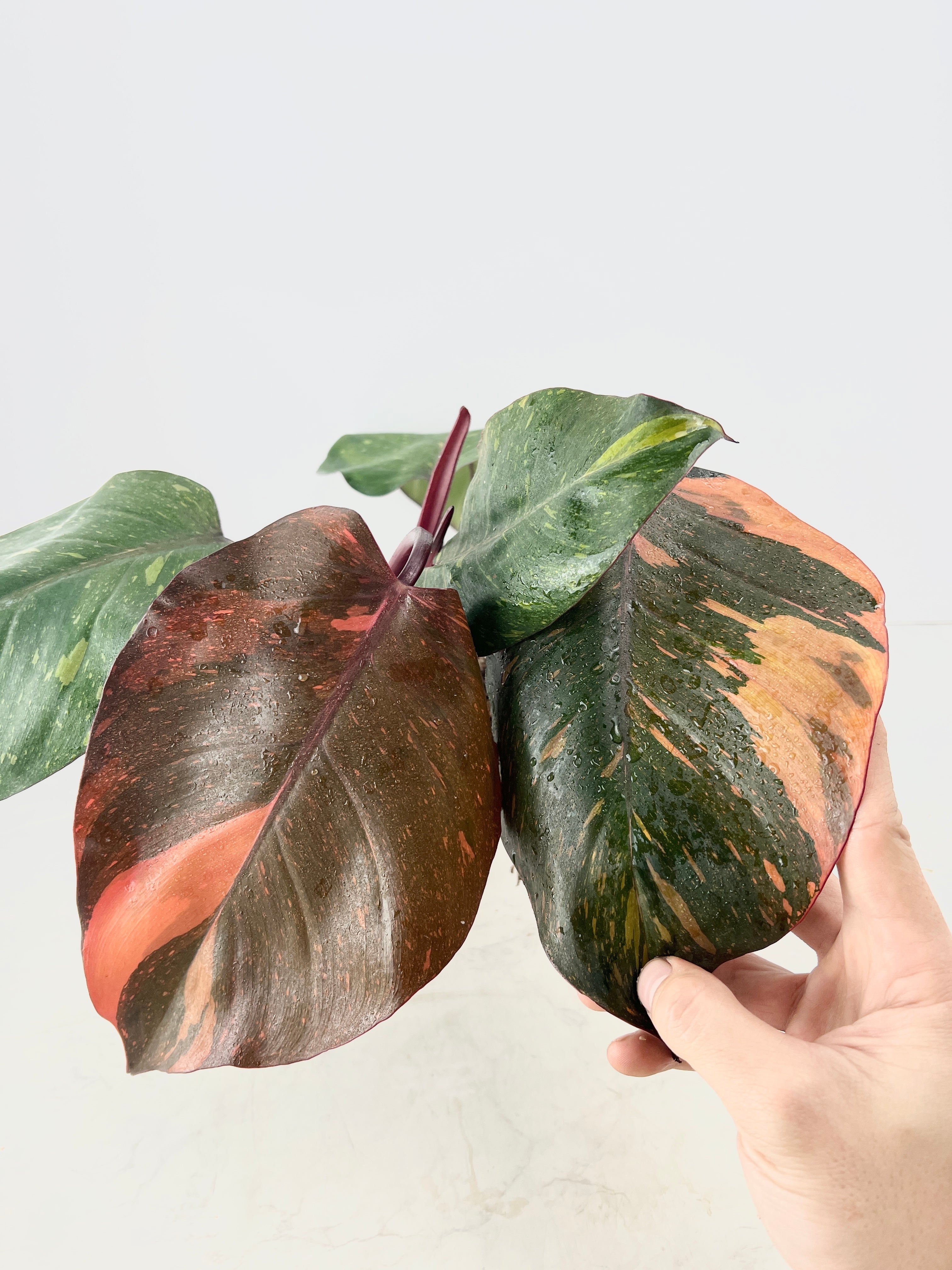 Philodendron orange princess rooting node