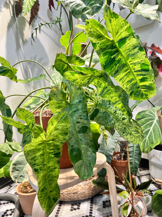 Grower Choice: Philodendron Paraiso Verde Rooted node from Highly Variegated mother plant
