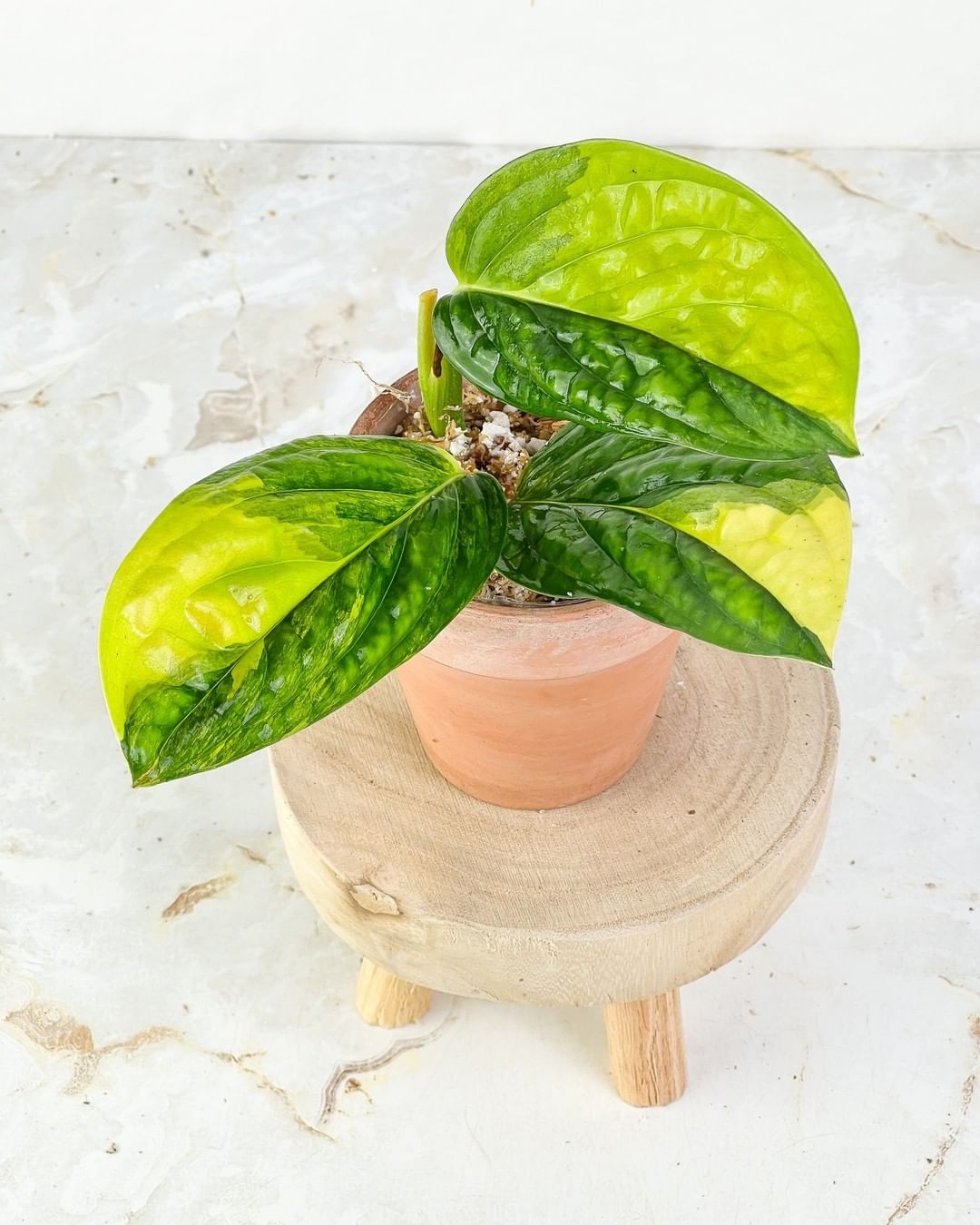 Monstera Peru Variegated 1 leaf 3 buds rooting highly Variegated