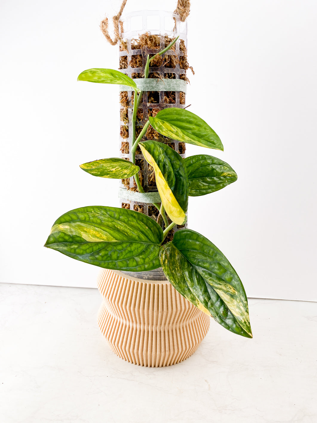 Grower Choice: Monstera Peru variegated Slightly Rooted double nodes 2 sprouts