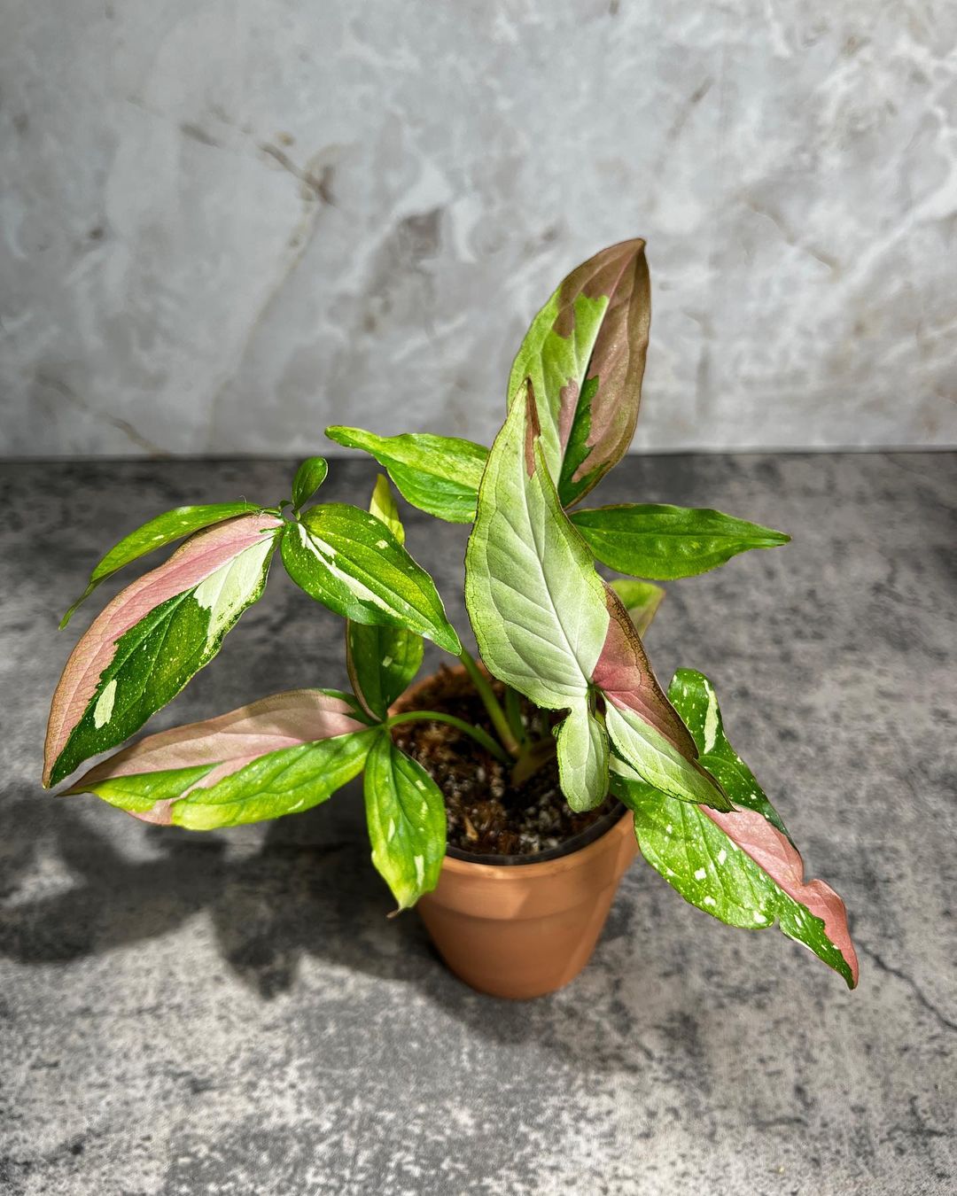 Syngonium Red Spot Tricolor 3 leaves slightly rooted