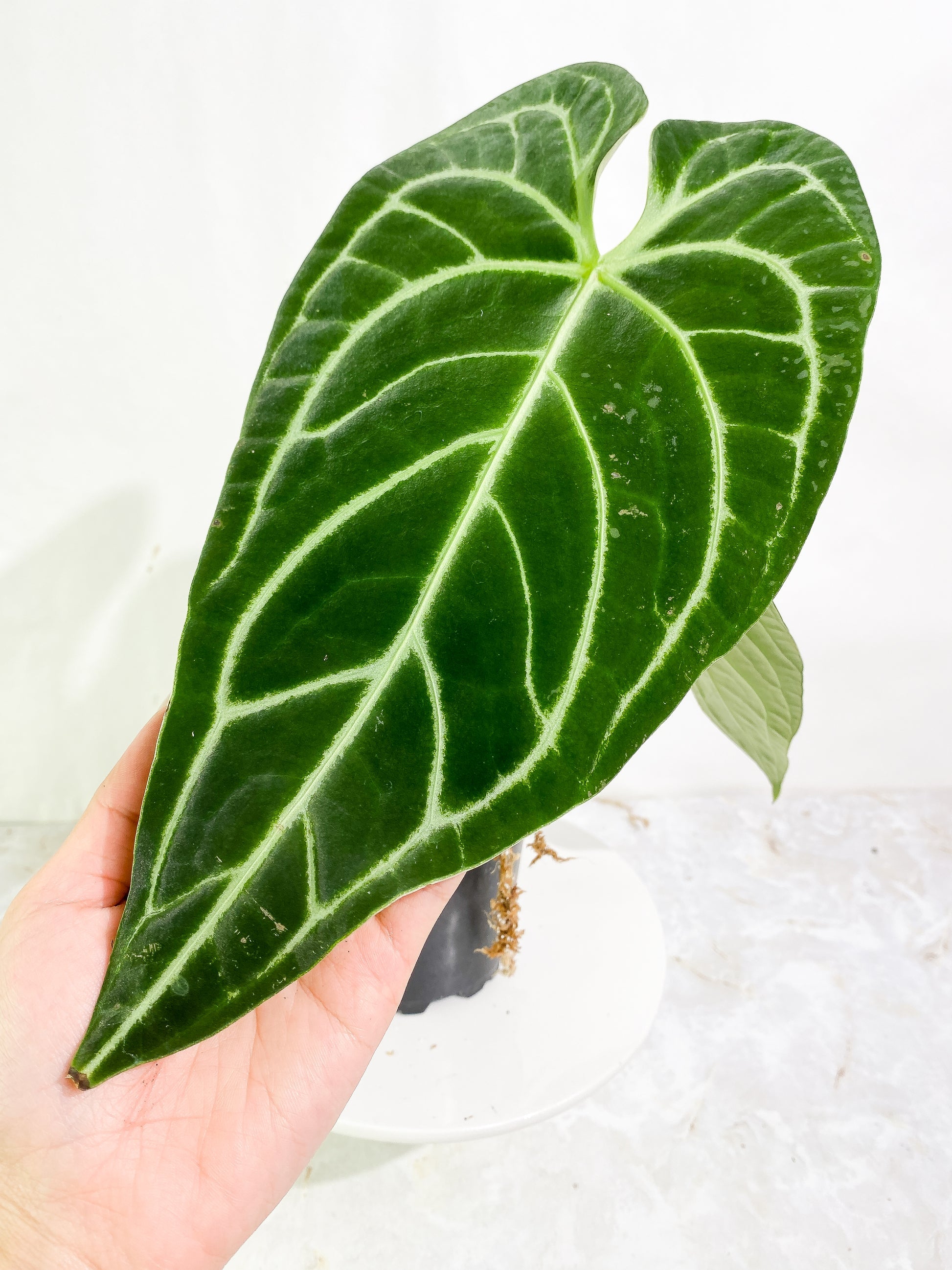 Anthurium Regale long form rooted node