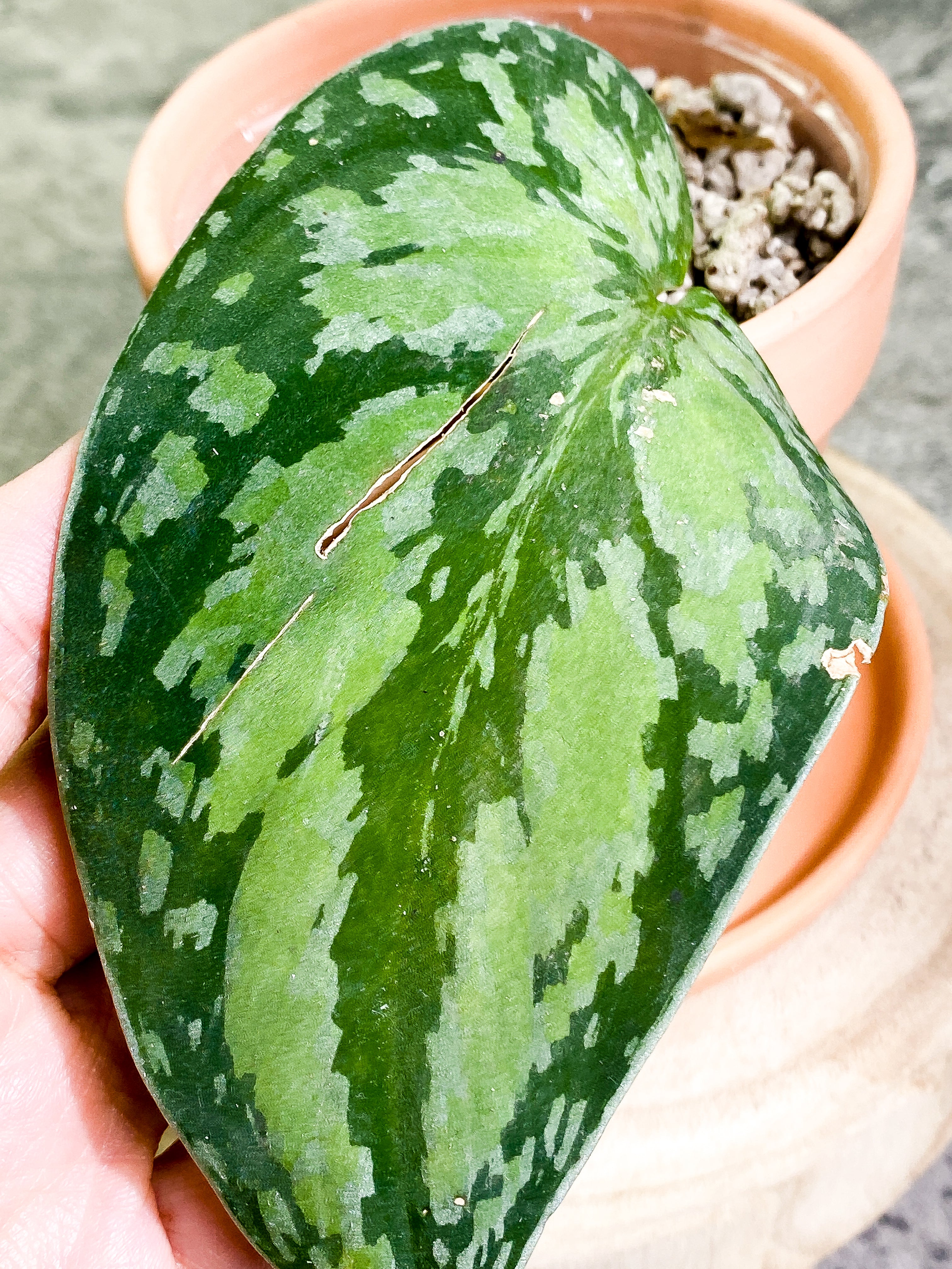 Grower Choice: Scindapsus tricolor unrooted node