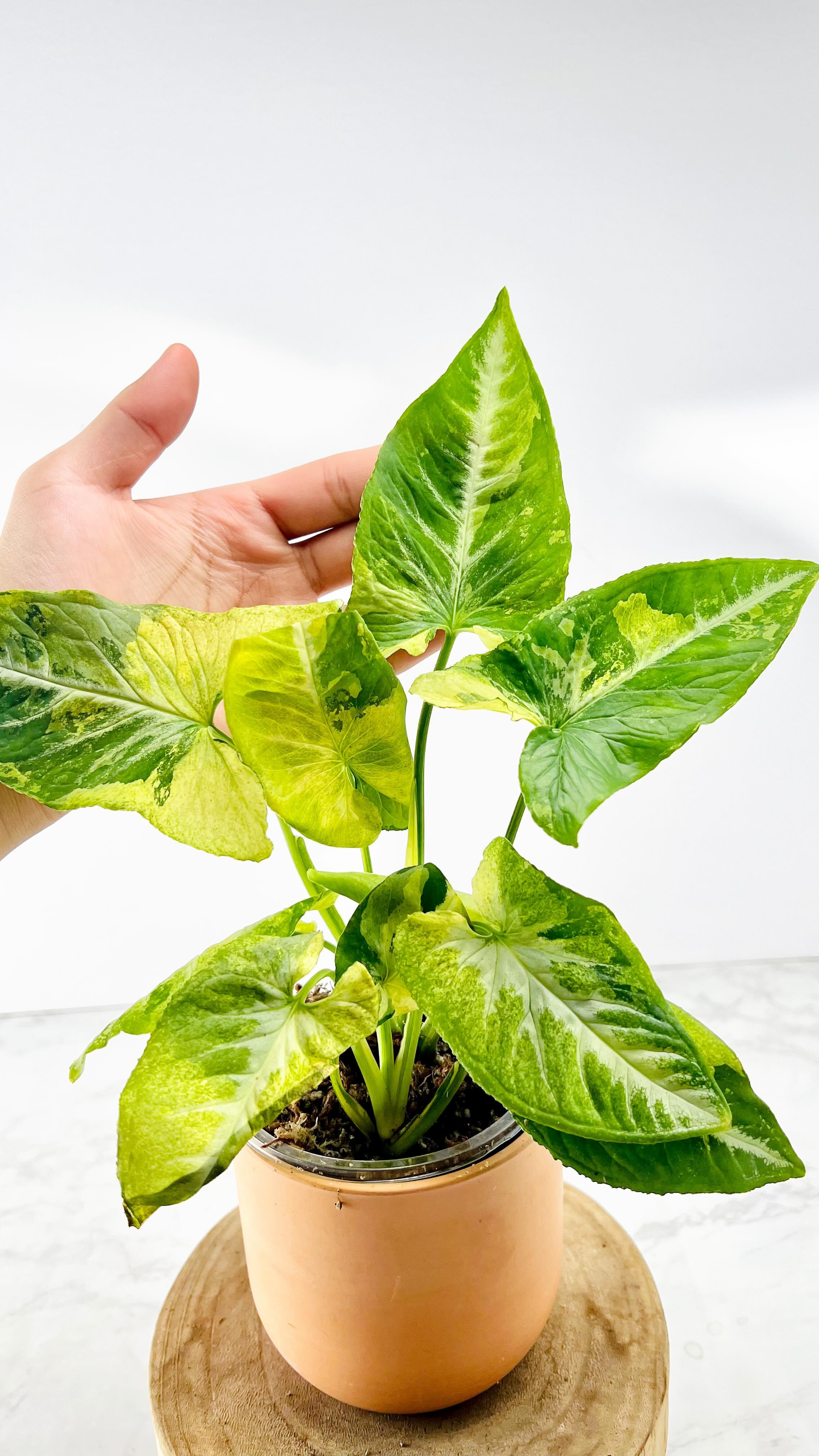 syngonium scrambled eggs 1 leaf rooting