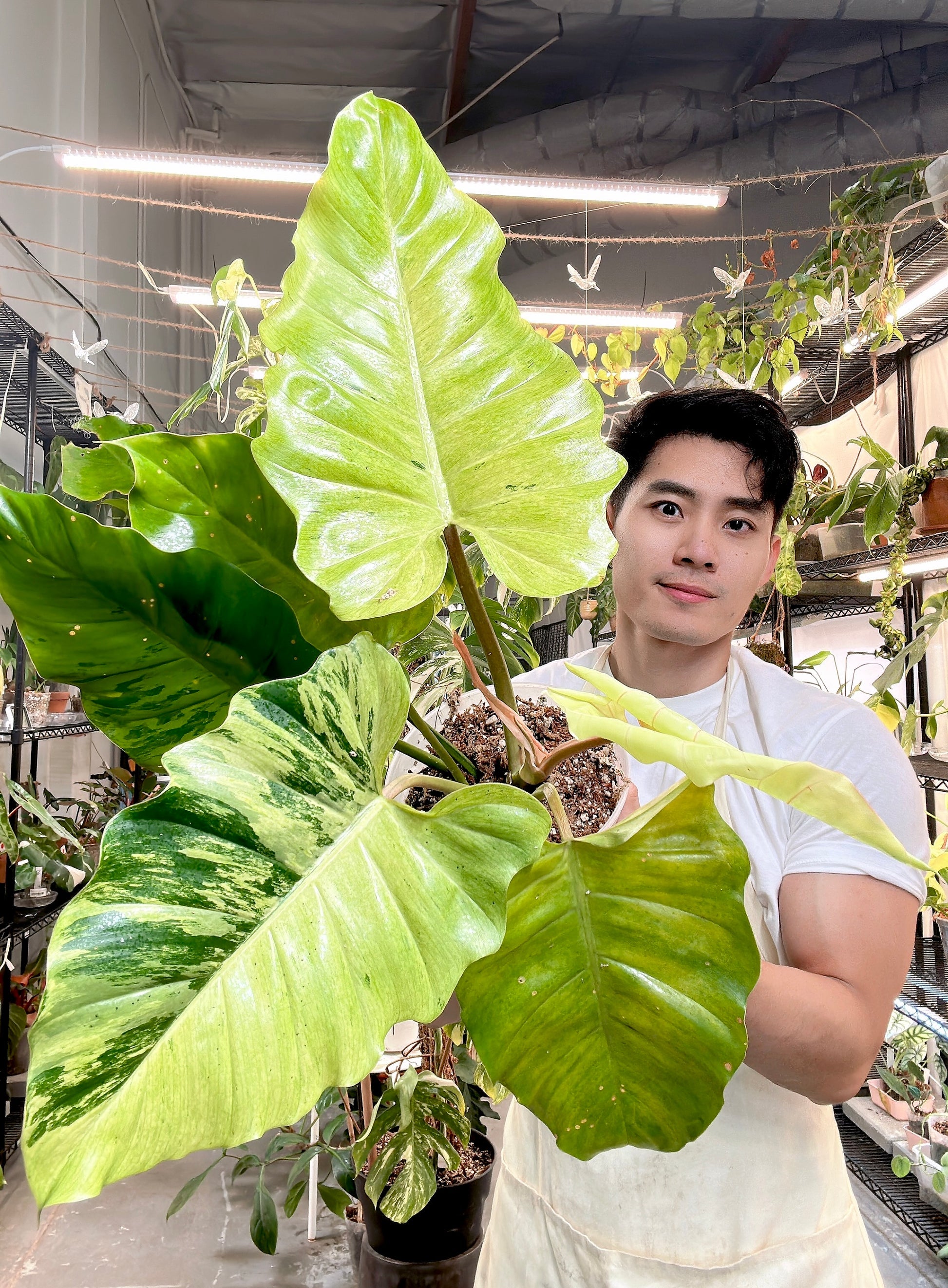 Grower Choice: Philodendron Snowdrifts multiple nodes Rooted