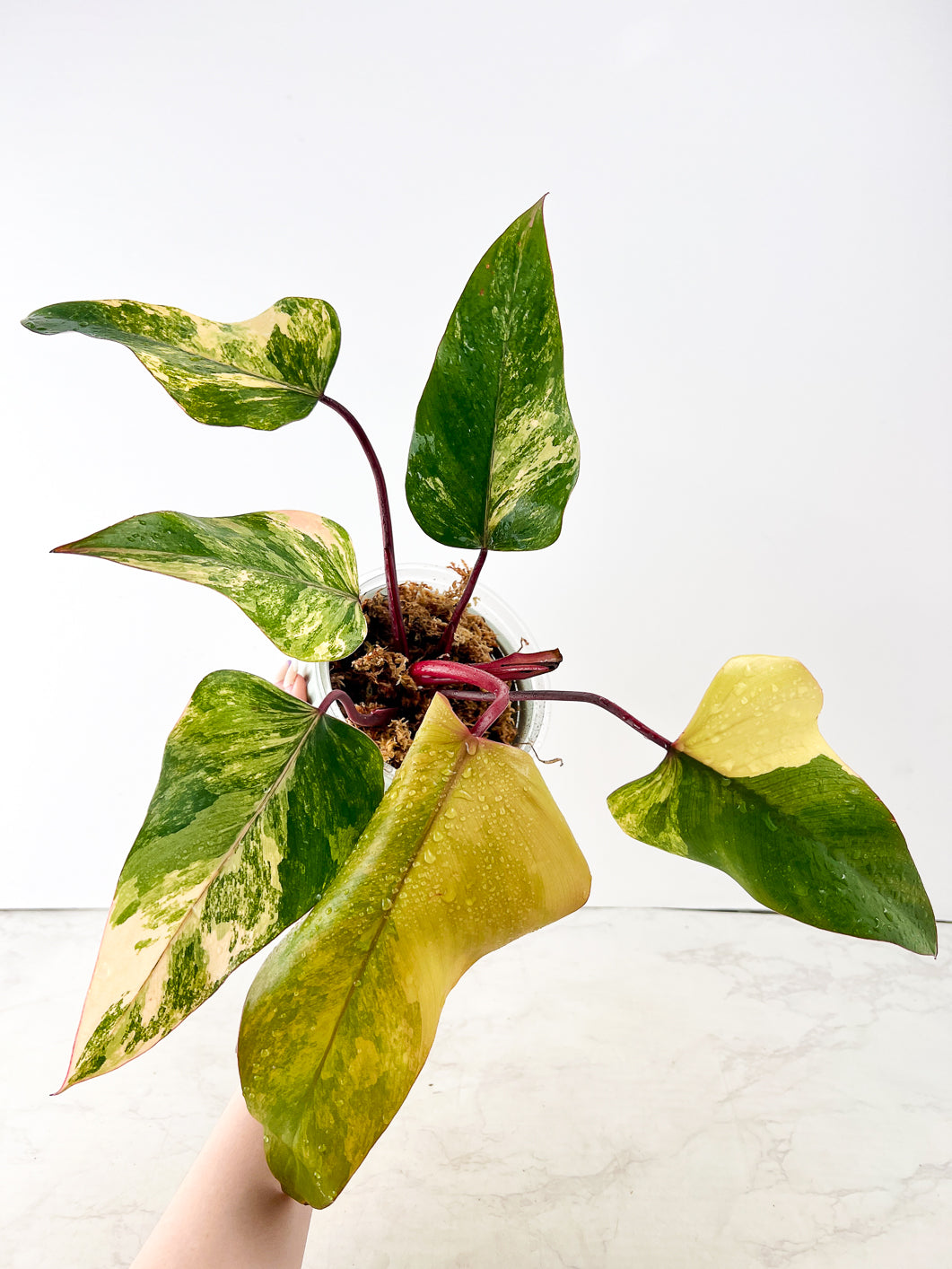 Philodendron Strawberry Shake rooting node