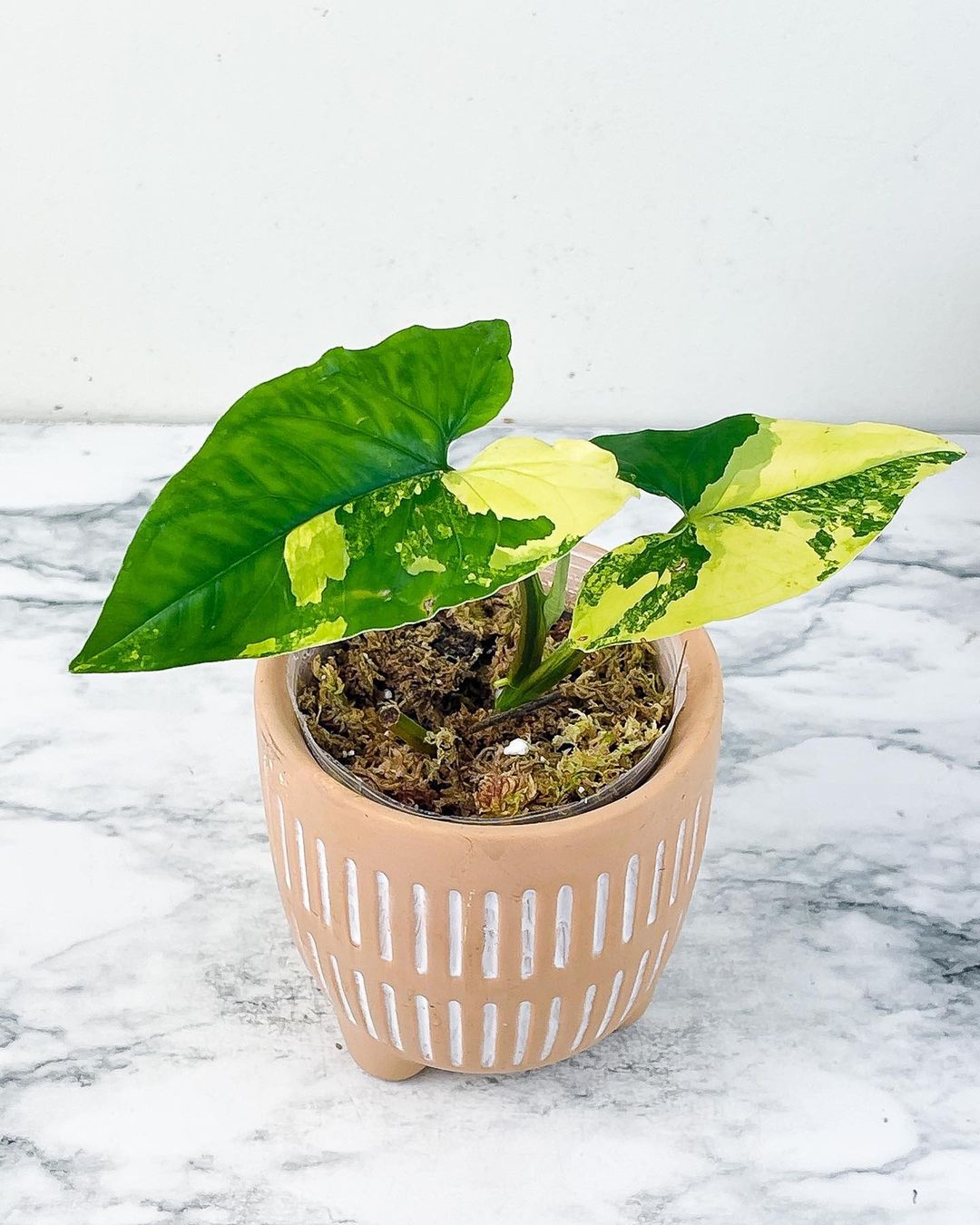 Syngonium Aurea Rooted node with 1 activated sprout