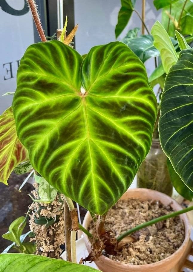 Philodendron verrucosum tambillo Rooting 1 leaf