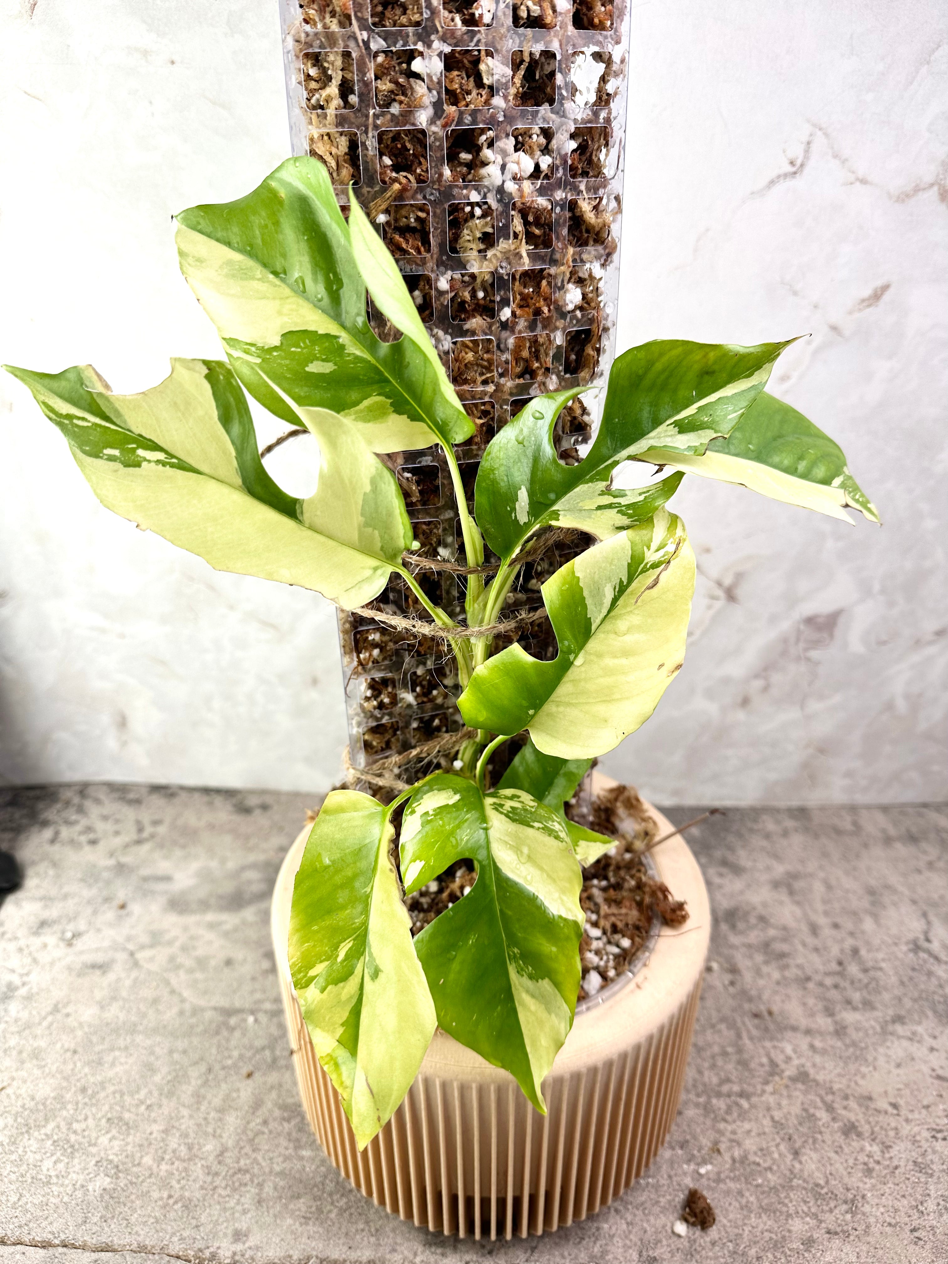 Rhaphidophora Tetrasperma Variegated slightly 1 growing bud Rooted node