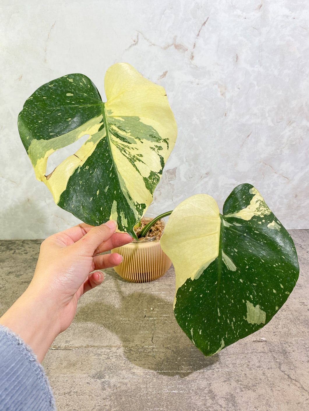 Monstera Thai Constellations 1growing bud rooted