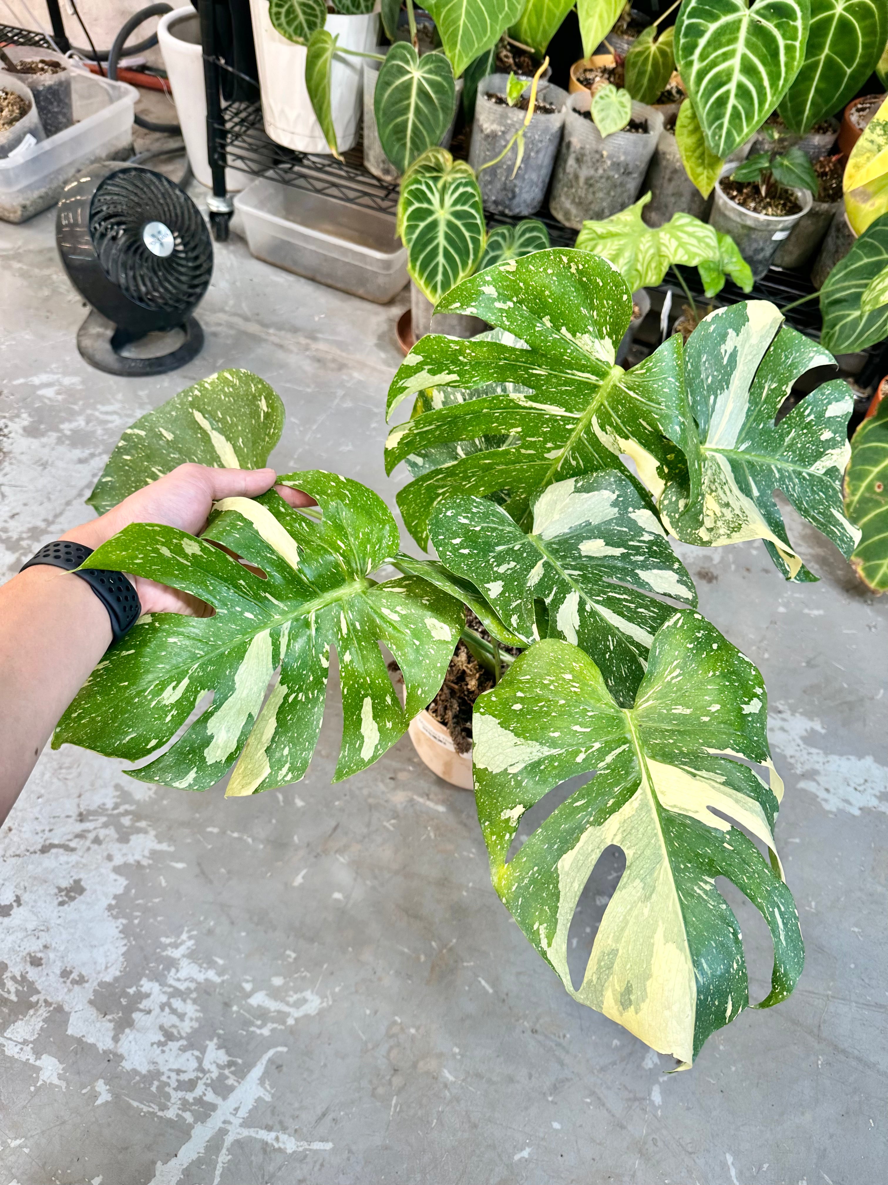 Monstera Thai Constellation 1 leaf slightly rooted