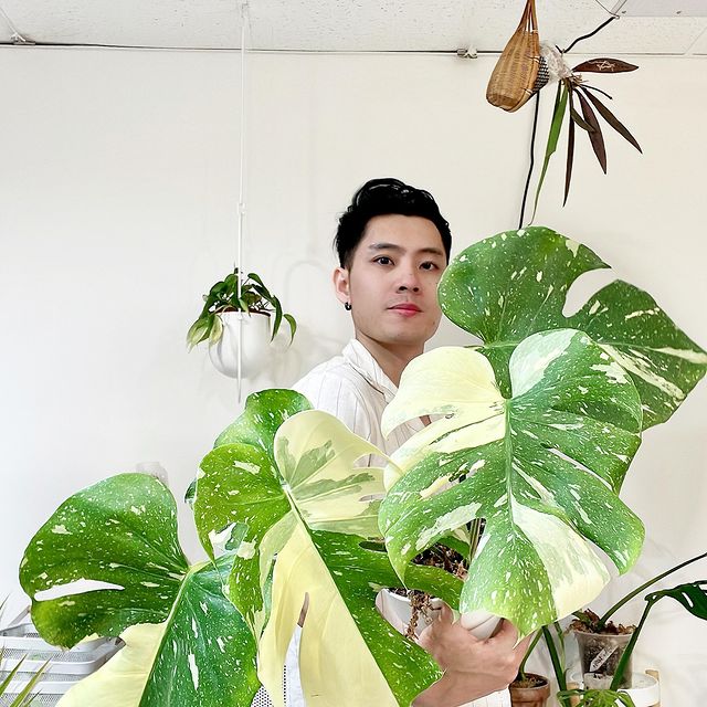 Monstera Thai Constellations node 1 growth point rooted in moss