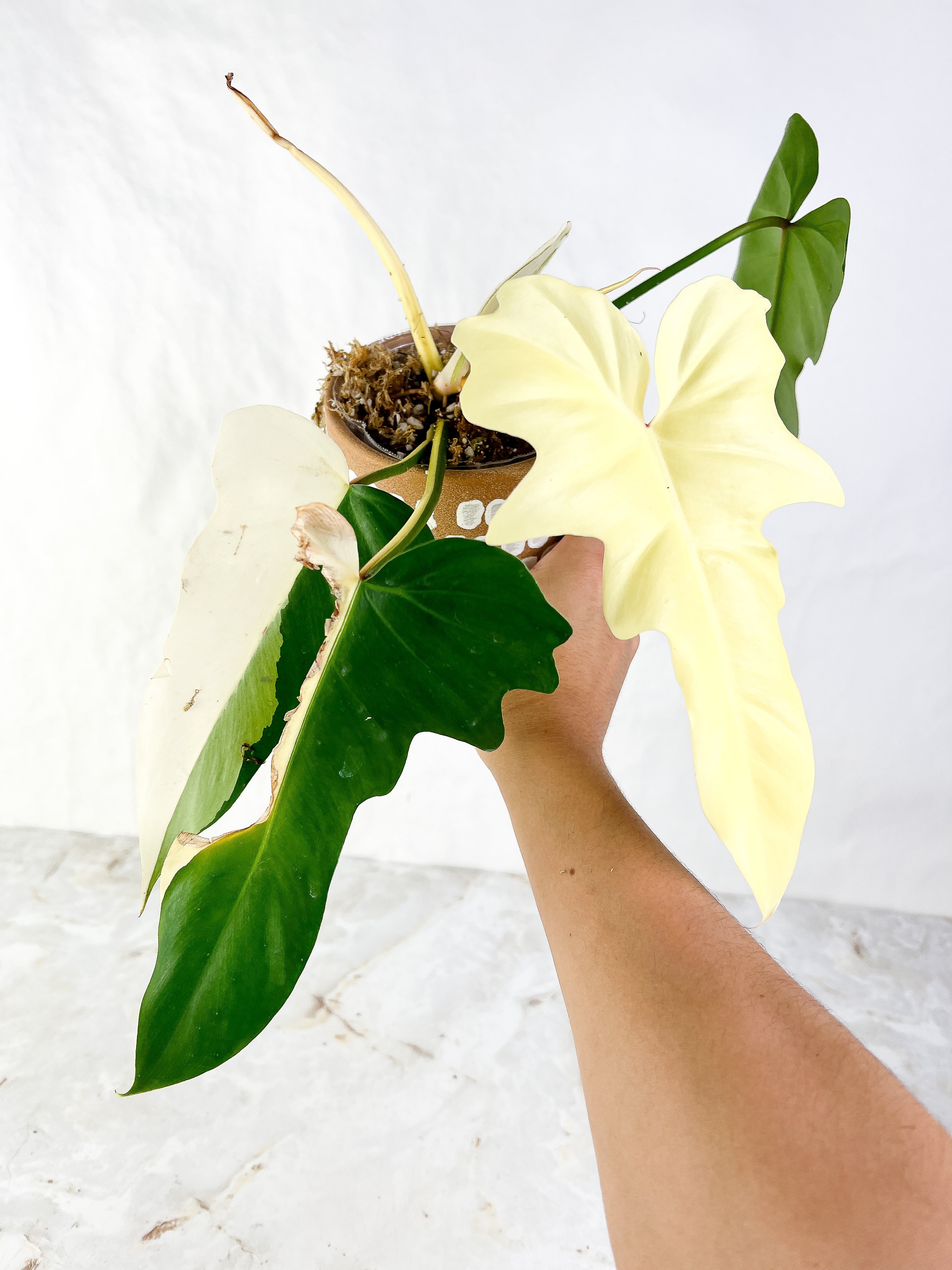 Philodendron golden dragon Variegated node with 1 sprout Rooting