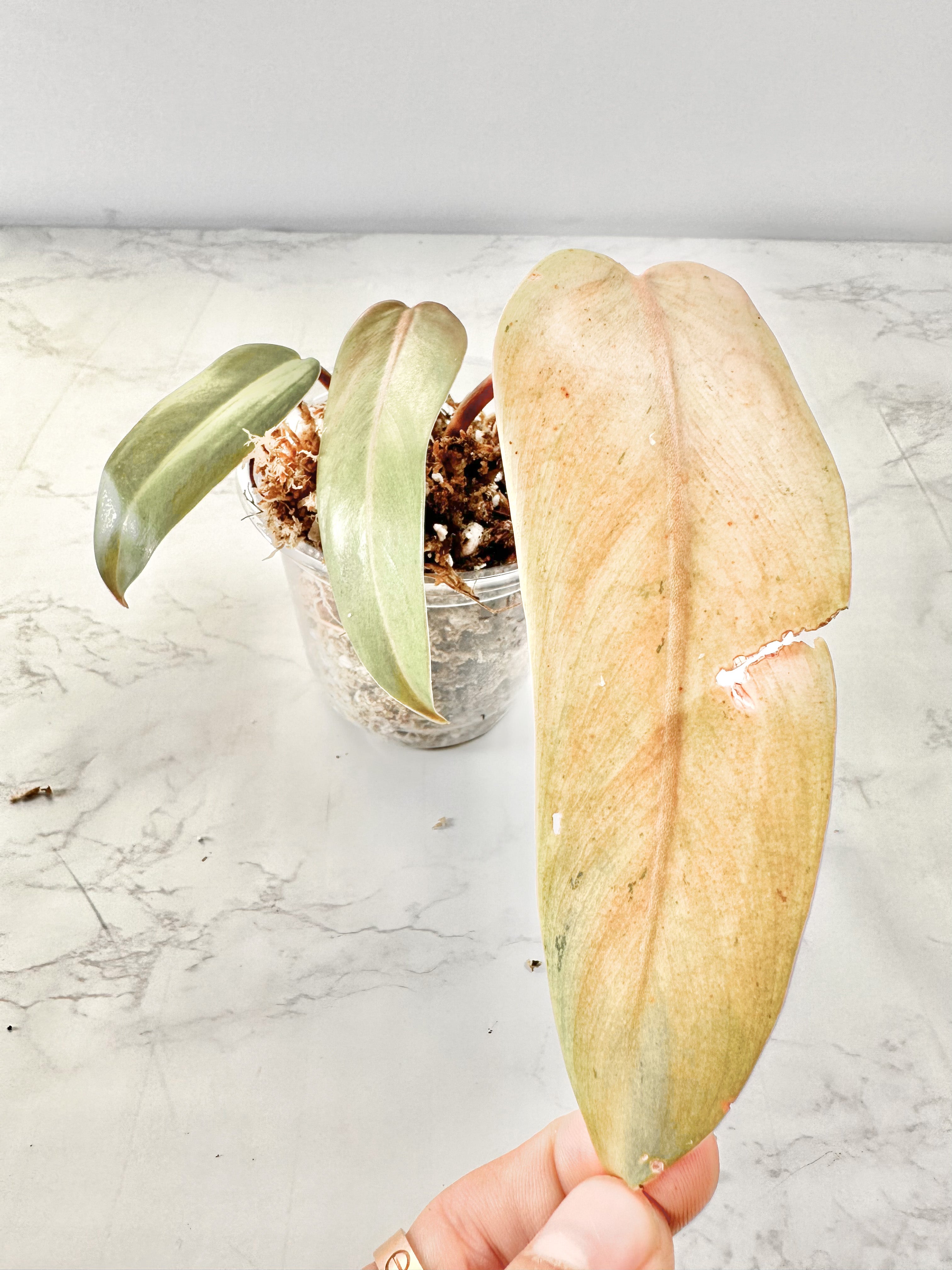 Philodendron Whipple Way double node 2 growing buds