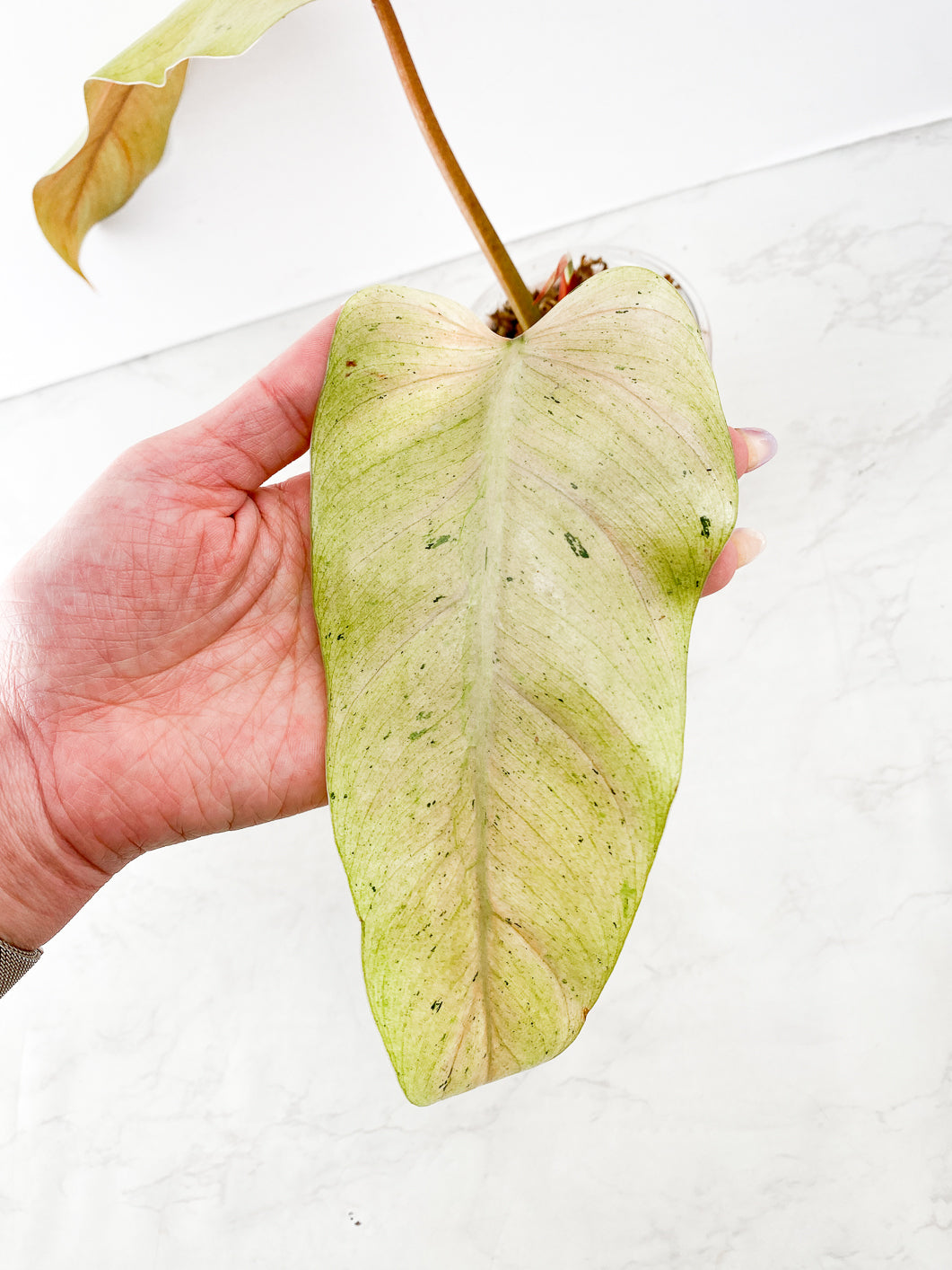 Philodendron Whipple Way Rooting 1 leaf 1 sprout
