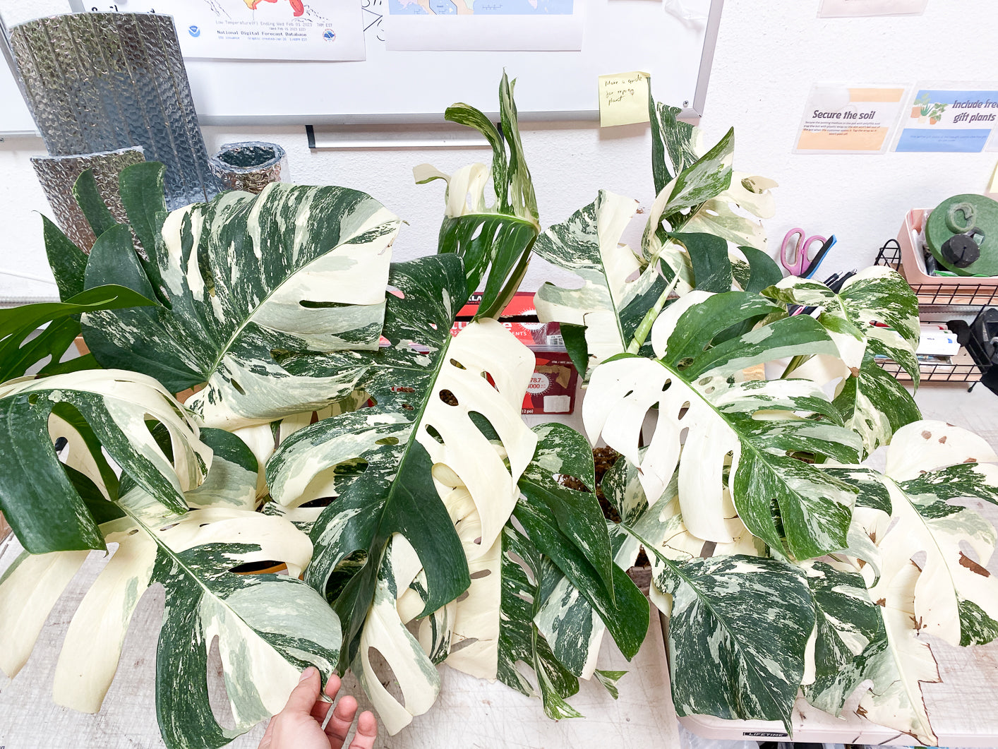 Monstera Albo White Tiger slightly rooted node