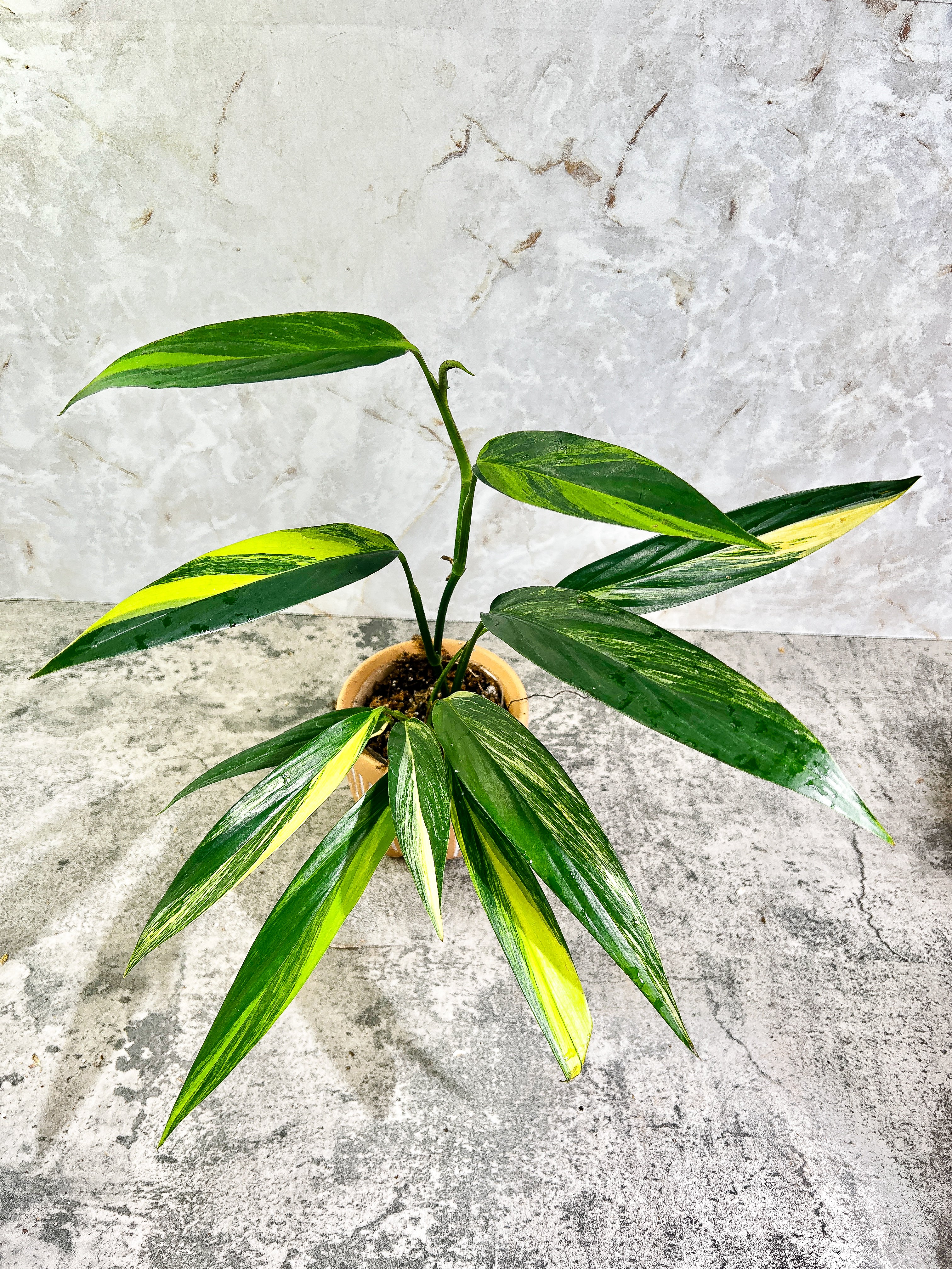 Epipremnum Amplissimum Variegated node fully rooted