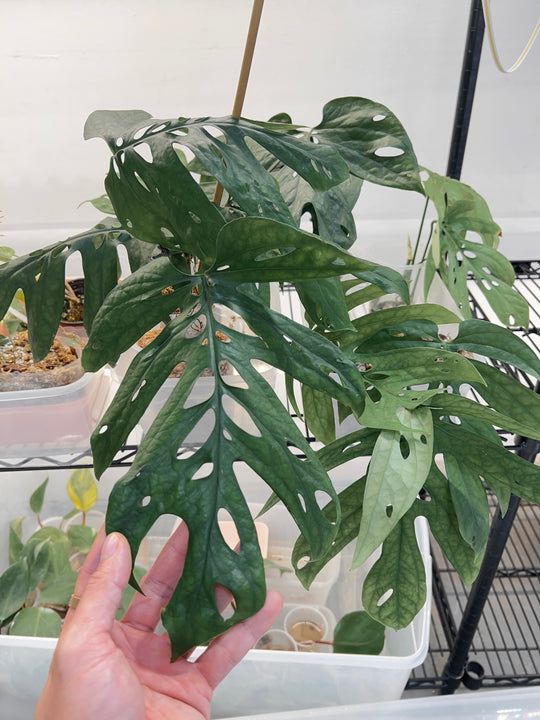 Grower Choice: Amydrium Silver Rooted double node