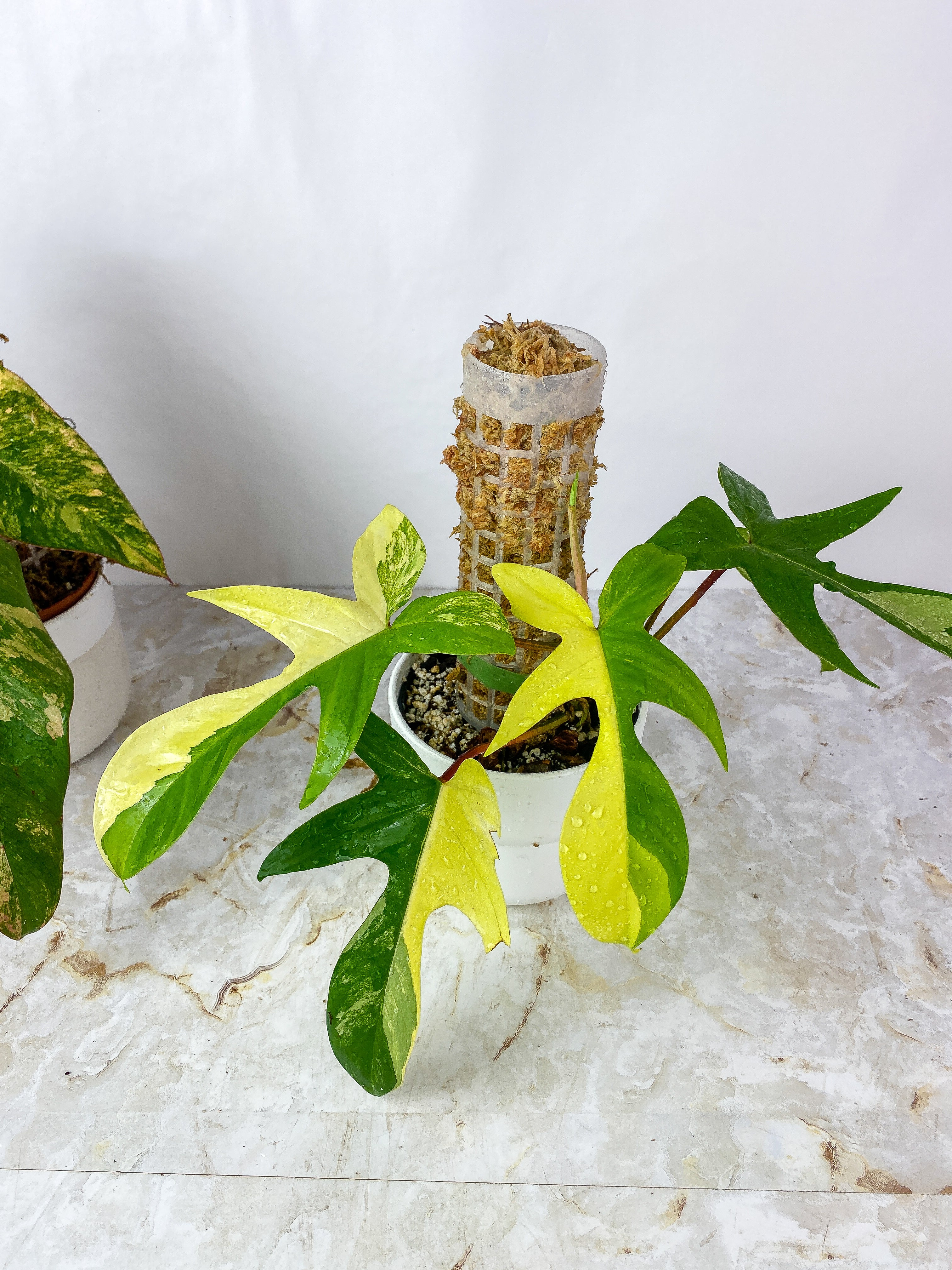 Philodendron Florida Beauty Rooted node 1 sprout