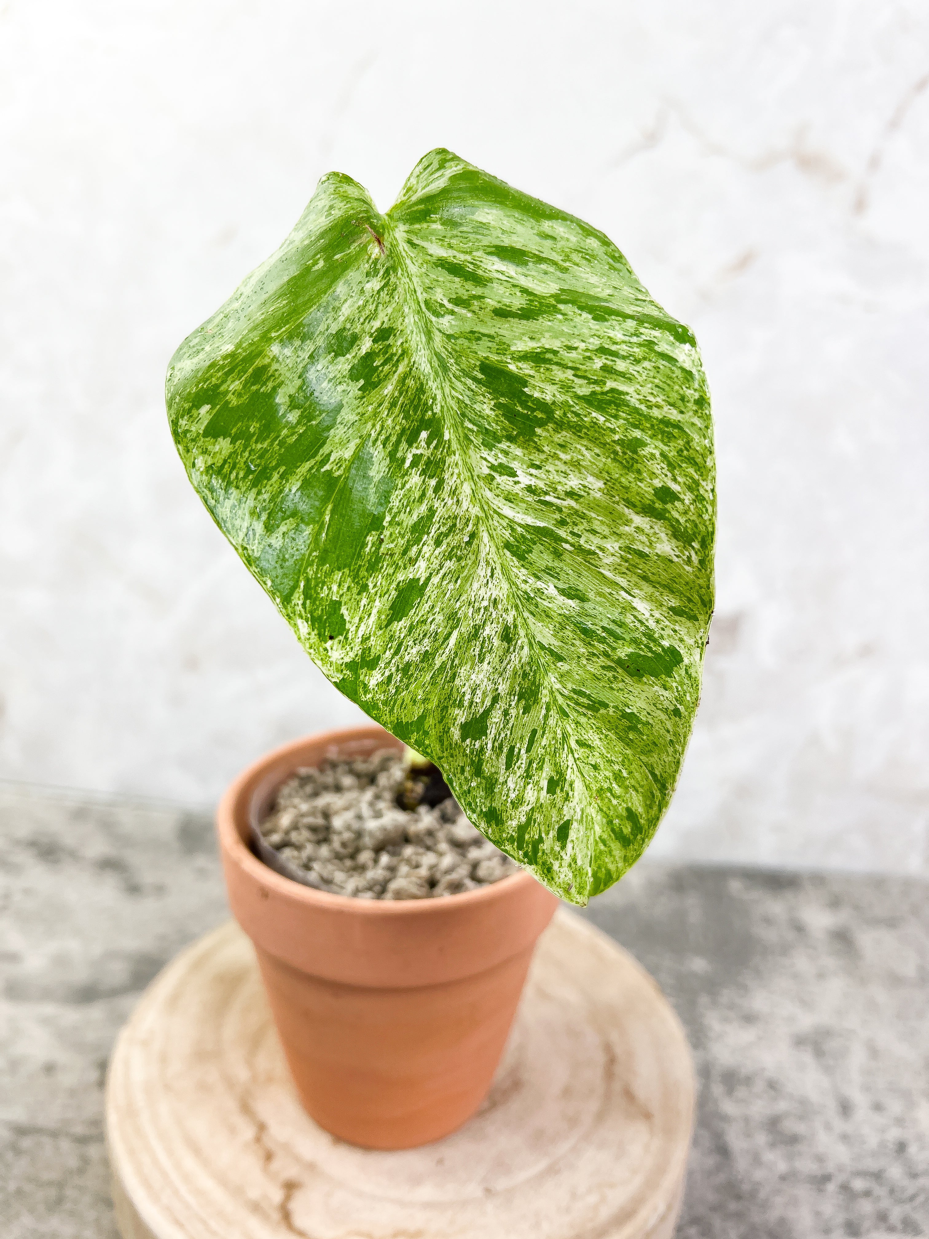 Philodendron Giganteum Marble Blizzard 1 sprout fully rooted node
