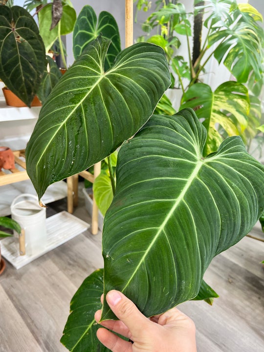 Philodendron Glorious 1 sprout Rooted node
