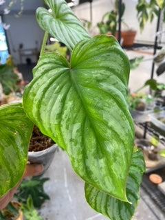 Philodendron Mamei Silver 5 leaves top cutting rooted